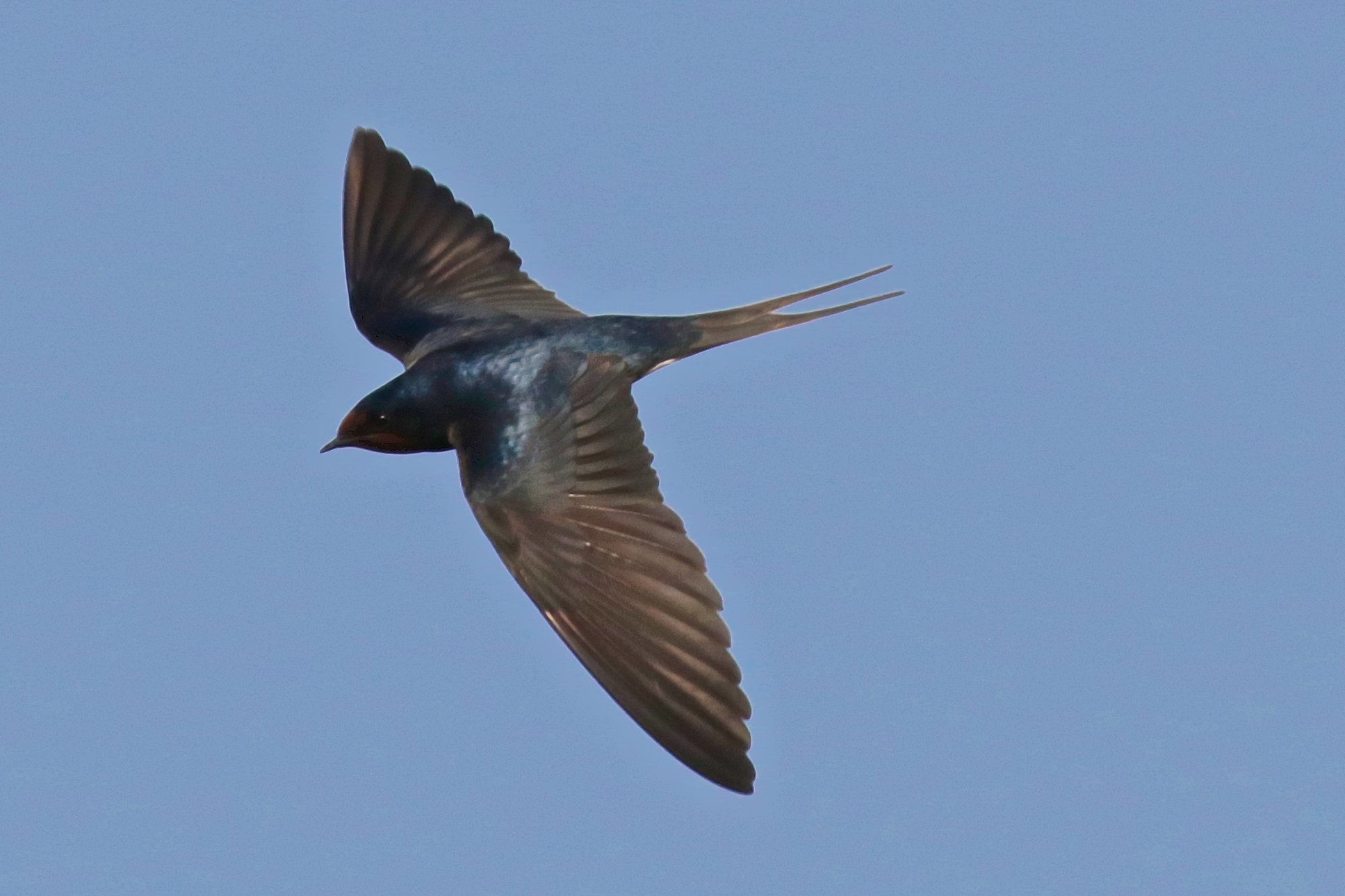 swallow