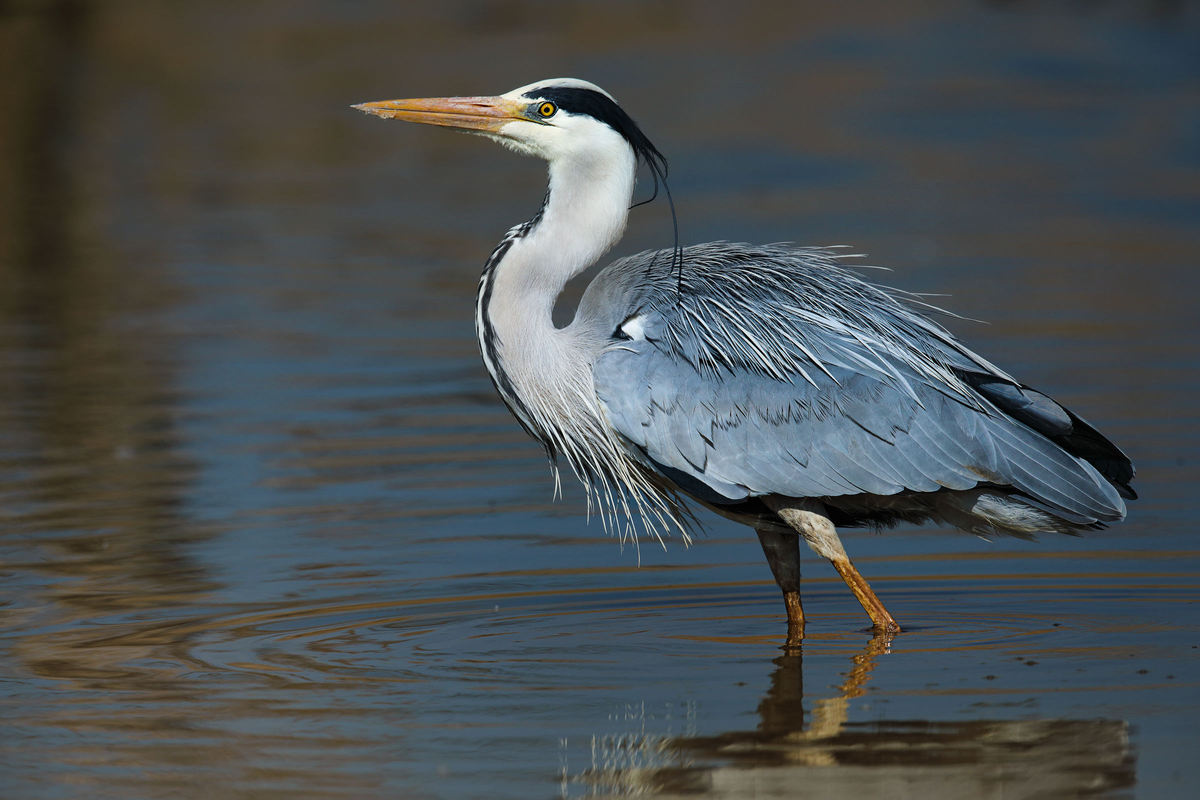 Ardea cinerea