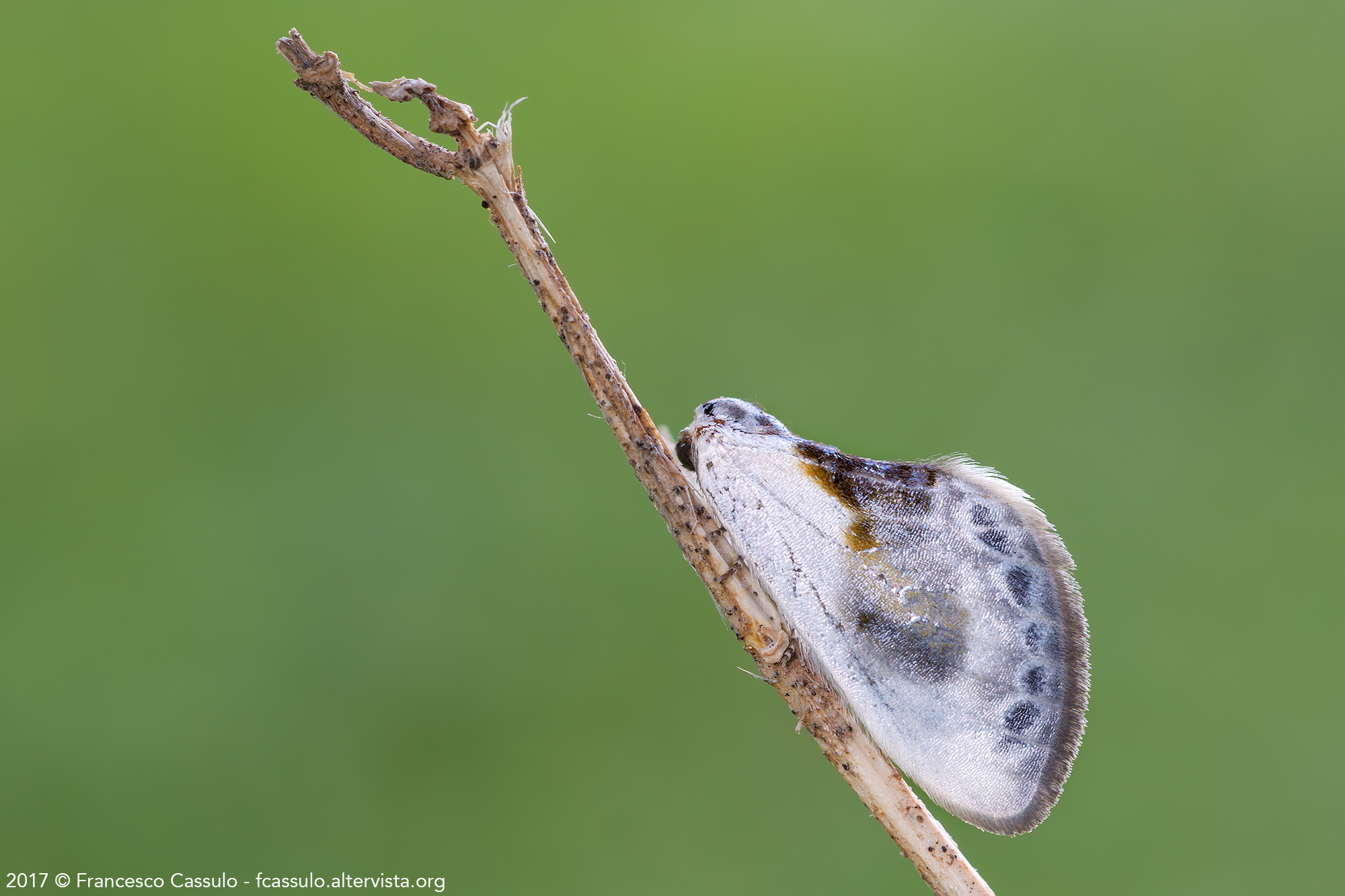 Cilix glaucata (Scopoli, 1763)