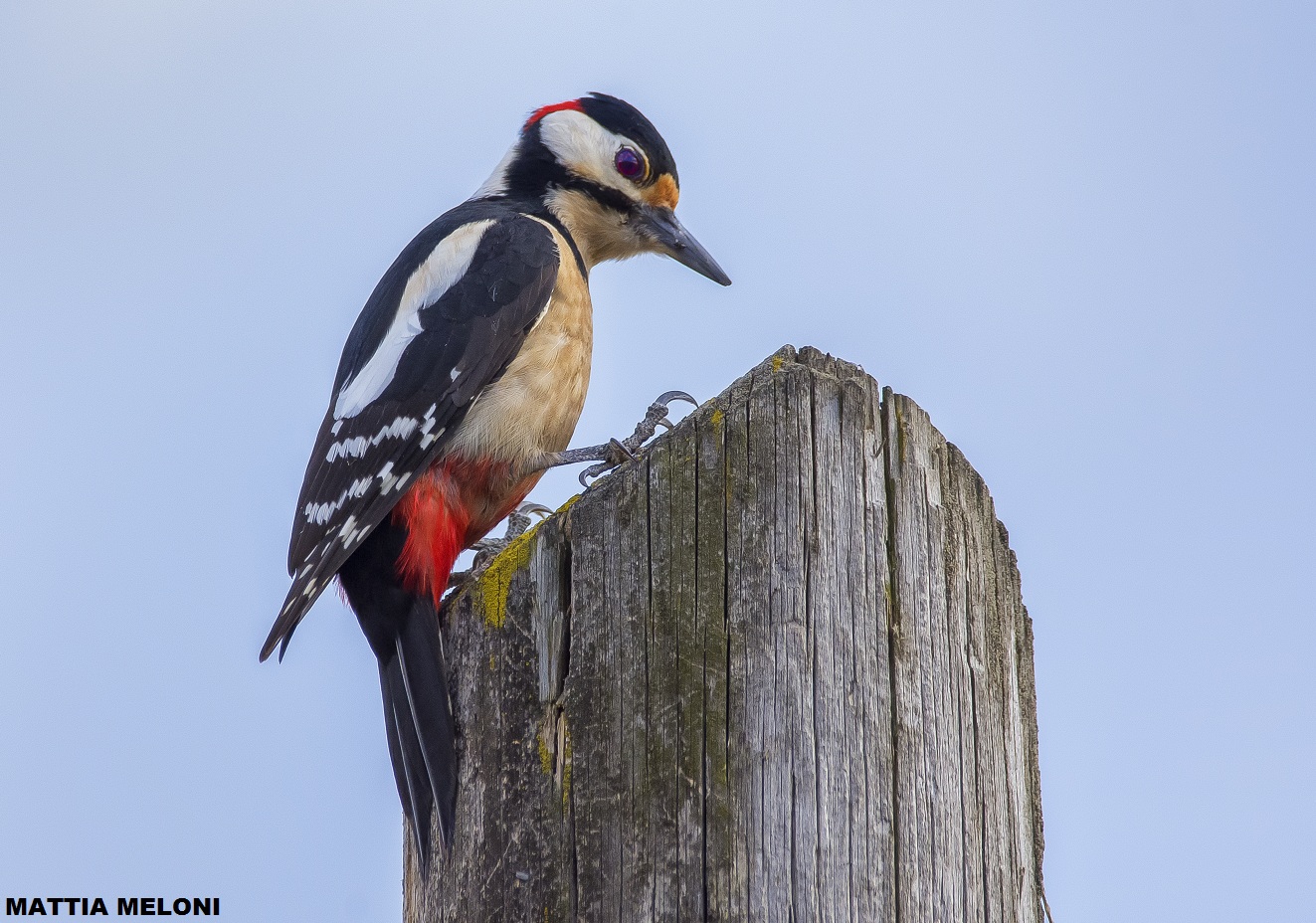Great Spotted Woodpecker (Dendrocopos major)