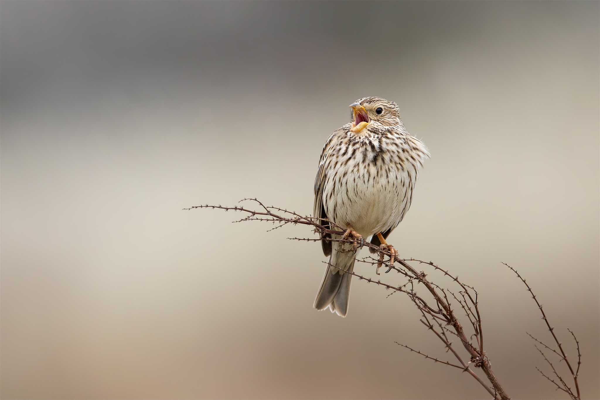 Corn bunting