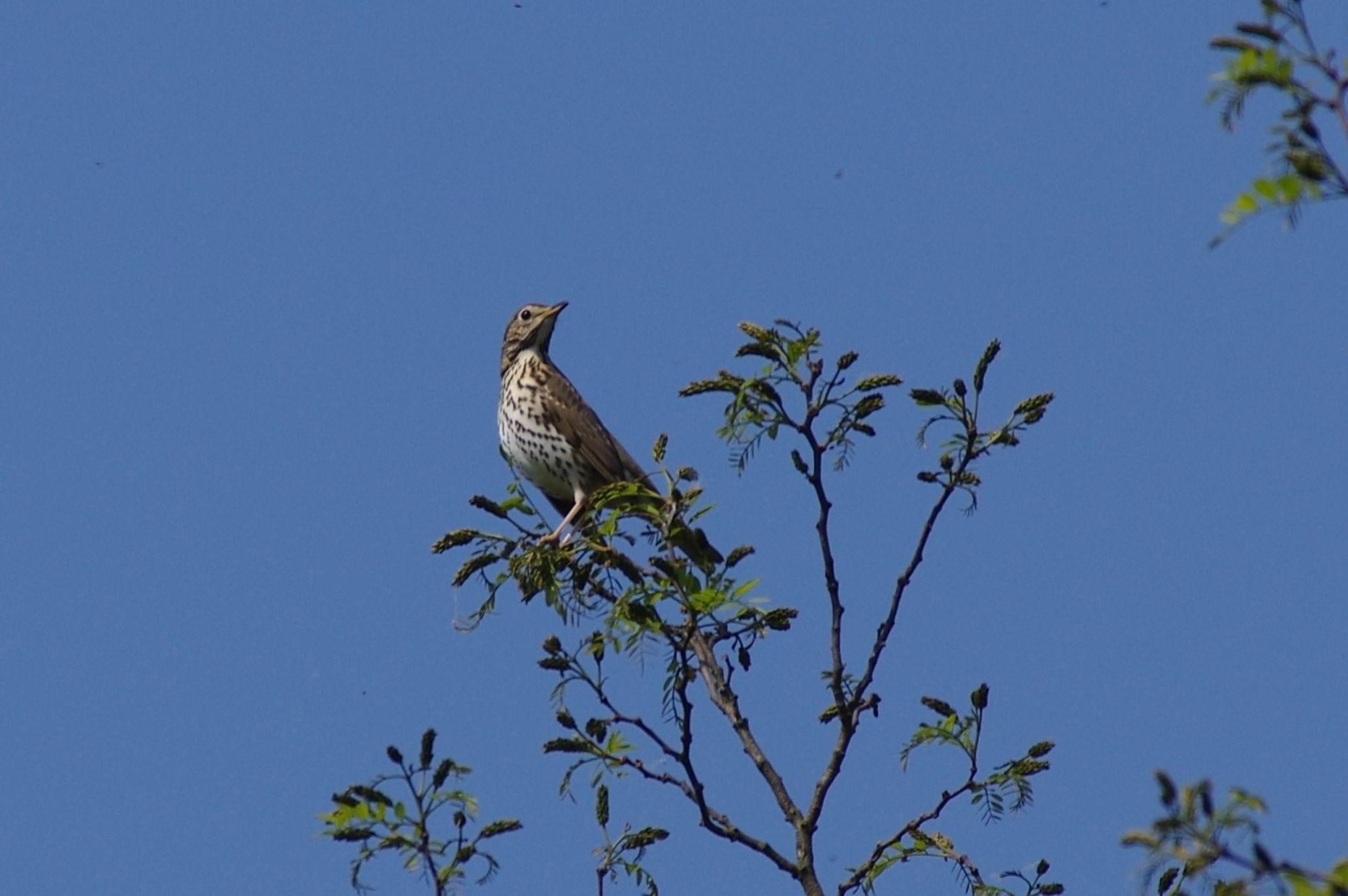 Tordela (Turdus viscivorus)