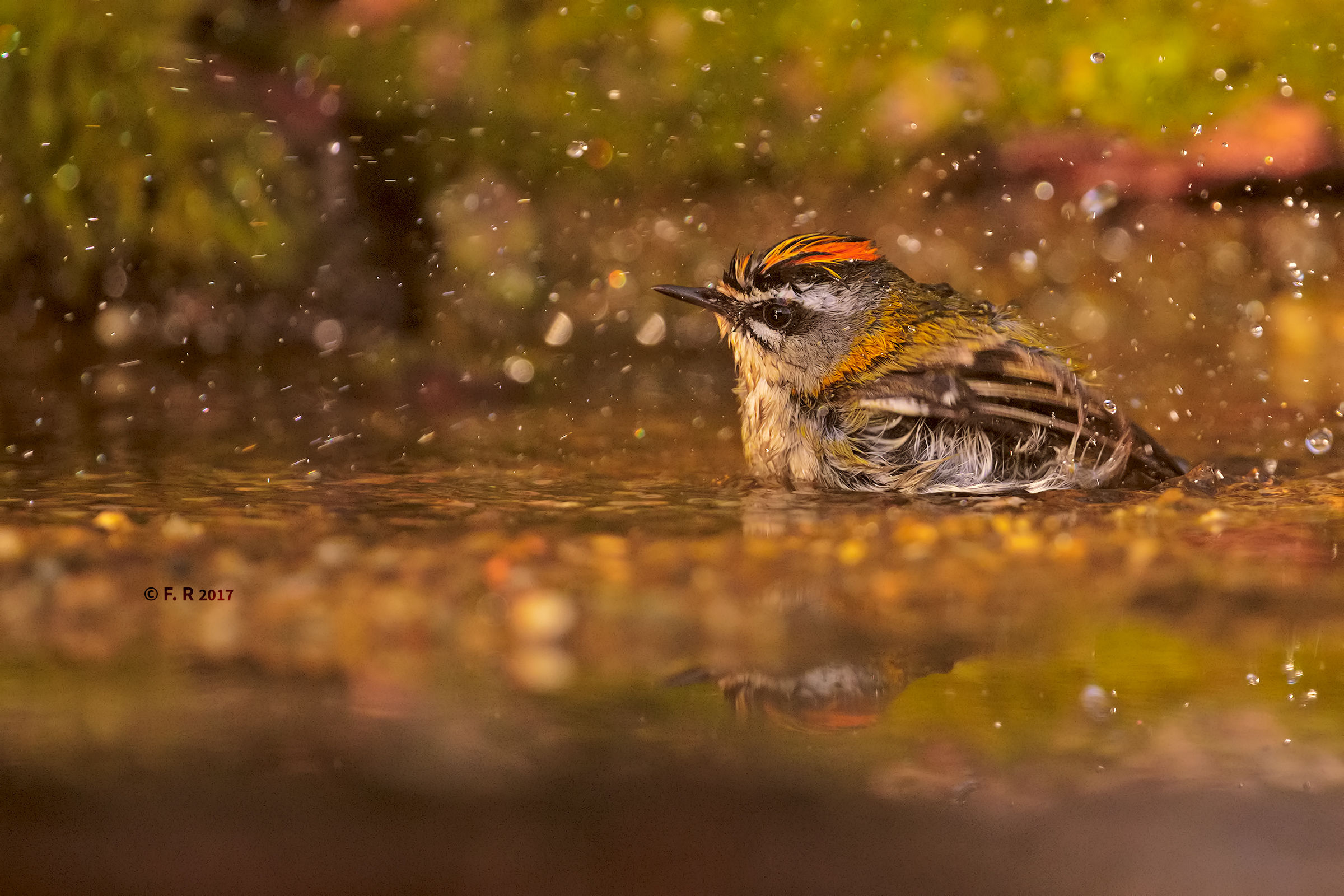 fiorrancino champagne