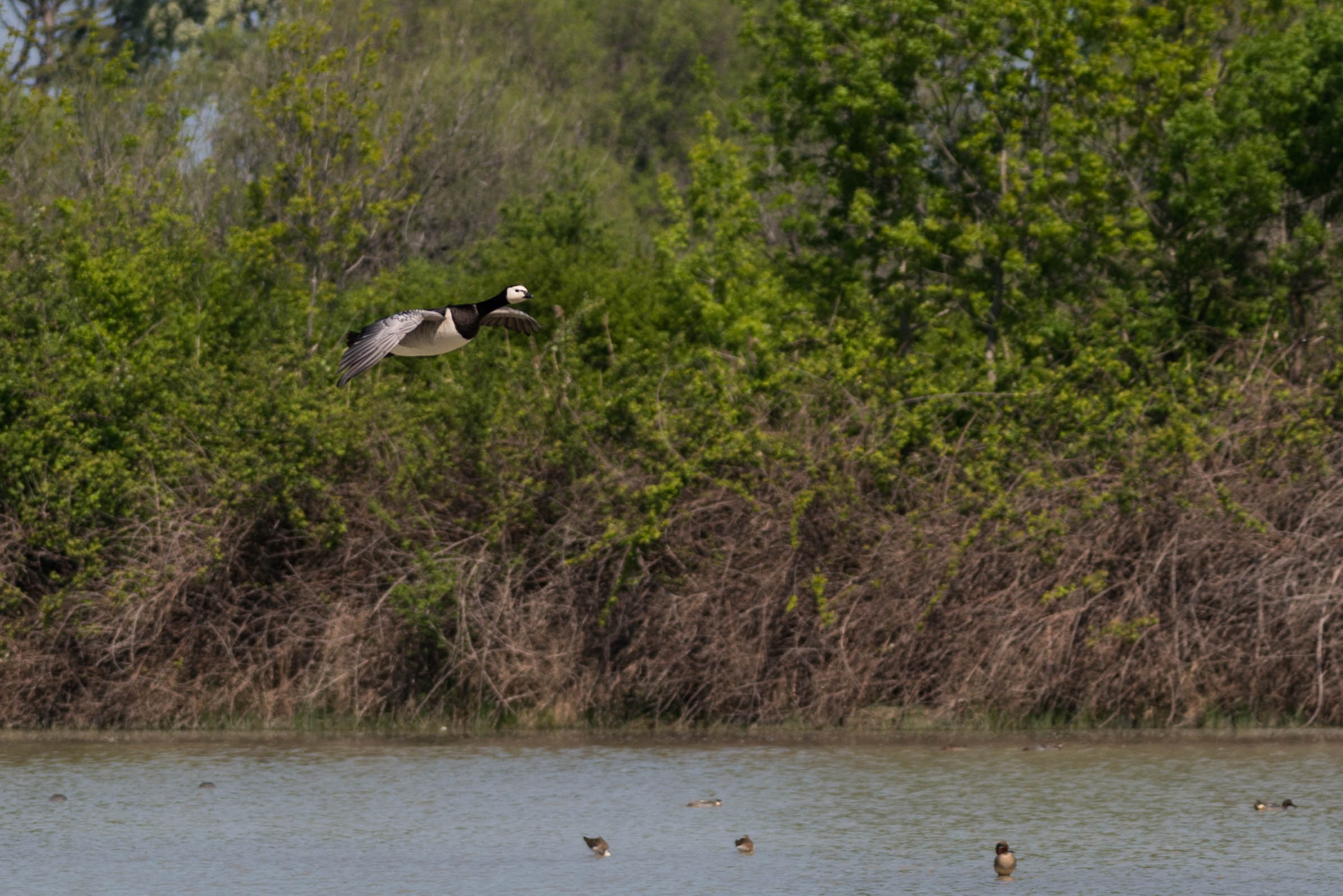 Oca Facciabianca in volo sulla Riserva