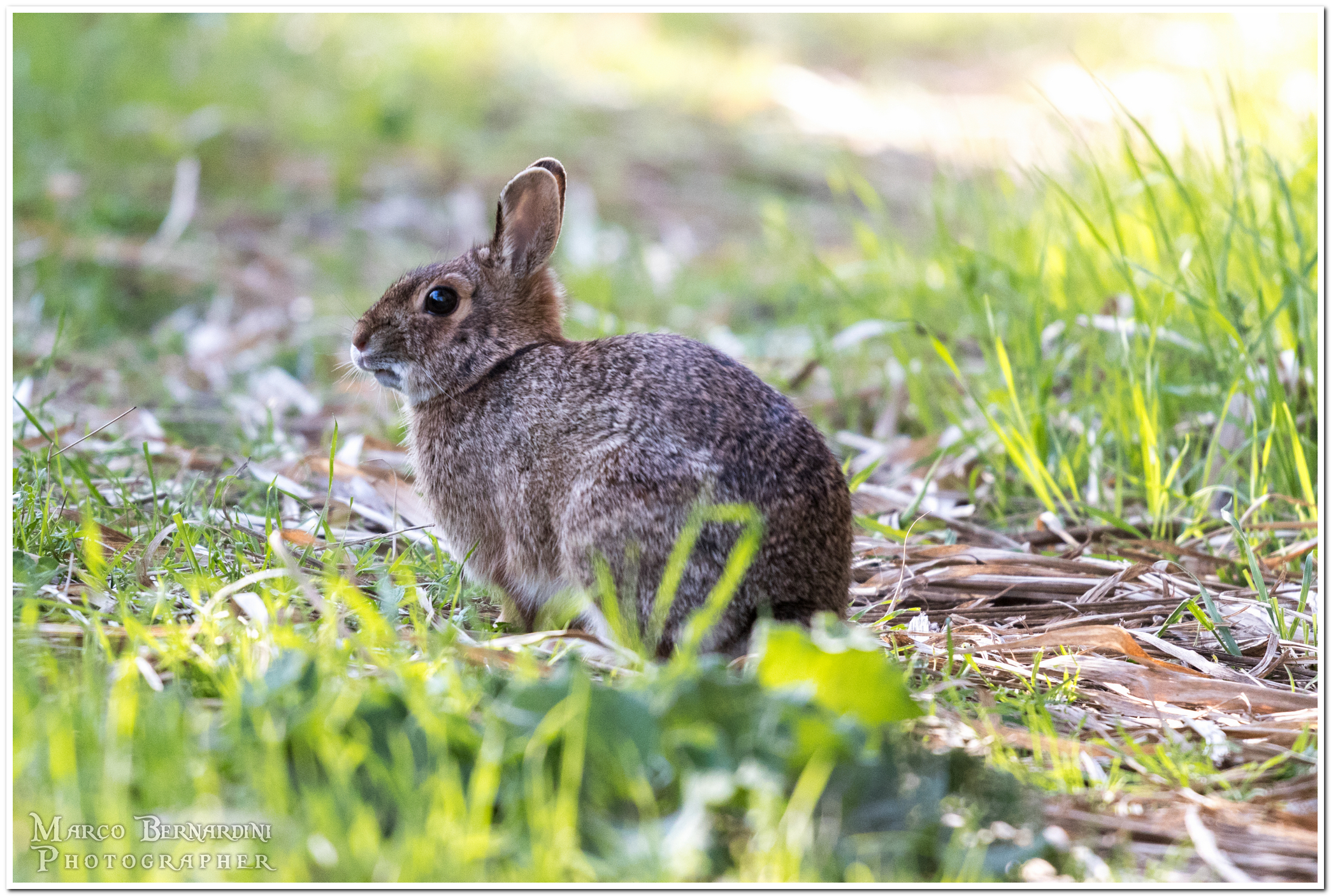 Mini Lepre Selvatica