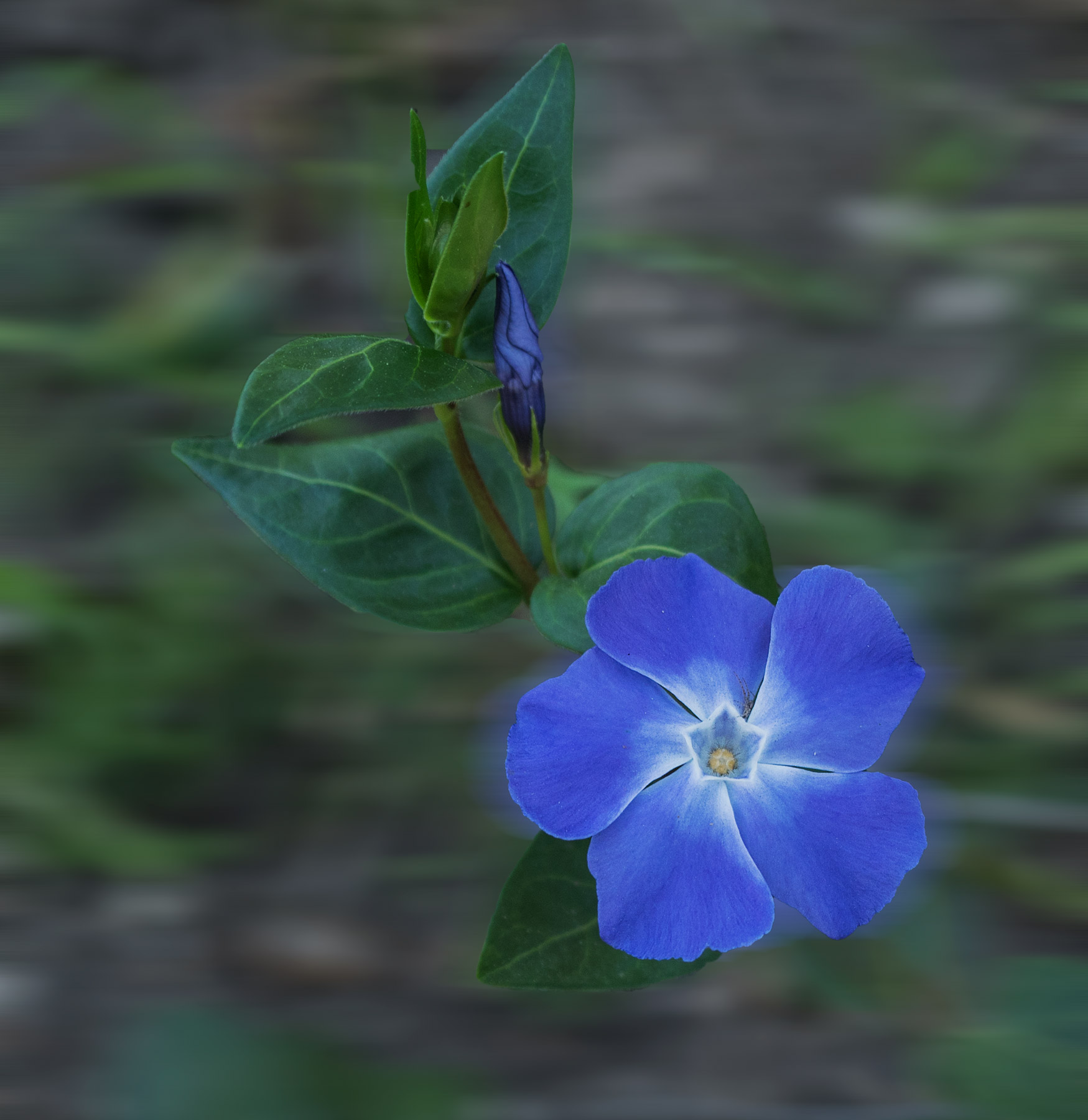 Spontaneous Flower in Sicily