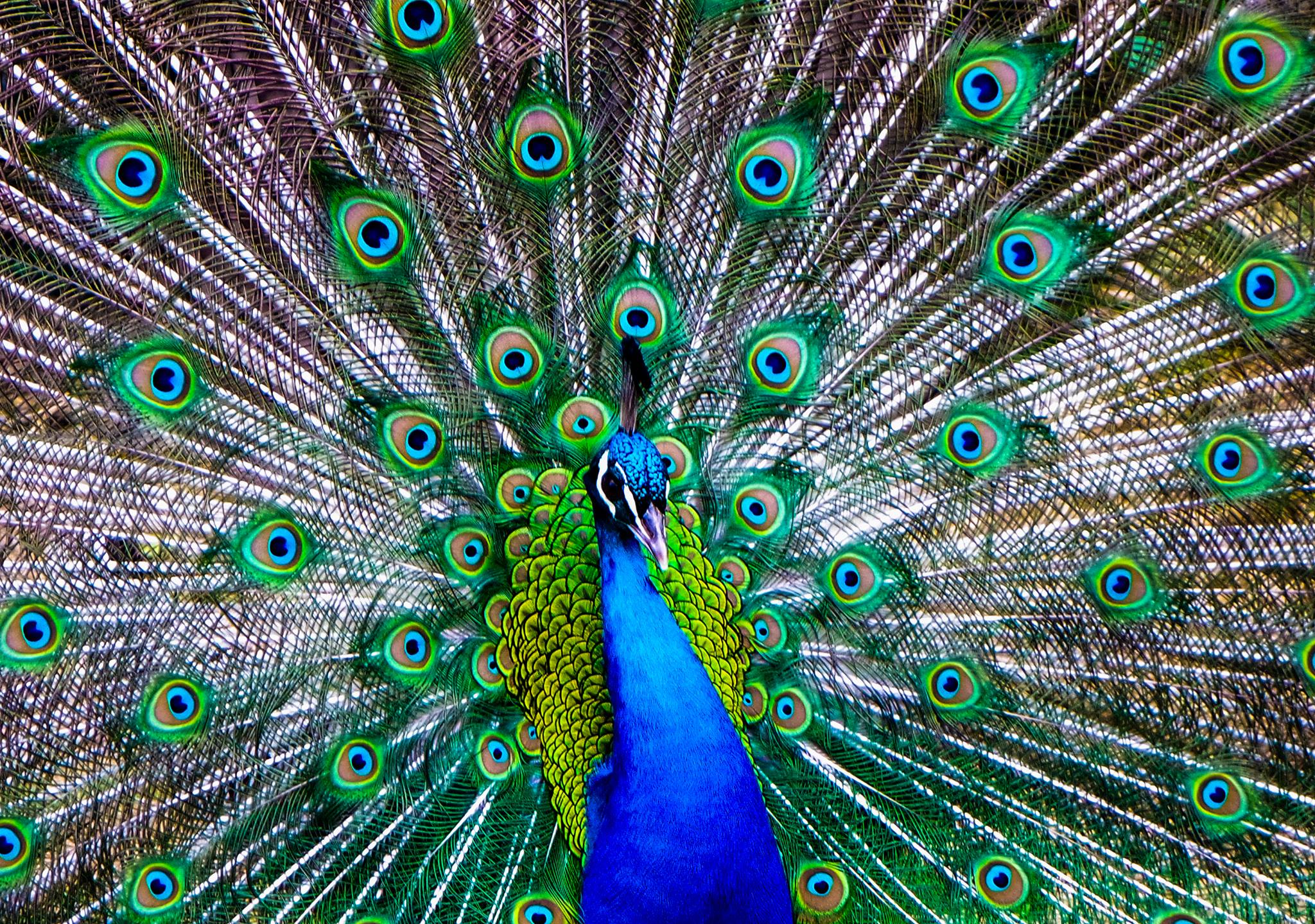 Arcobaleno tra le piume