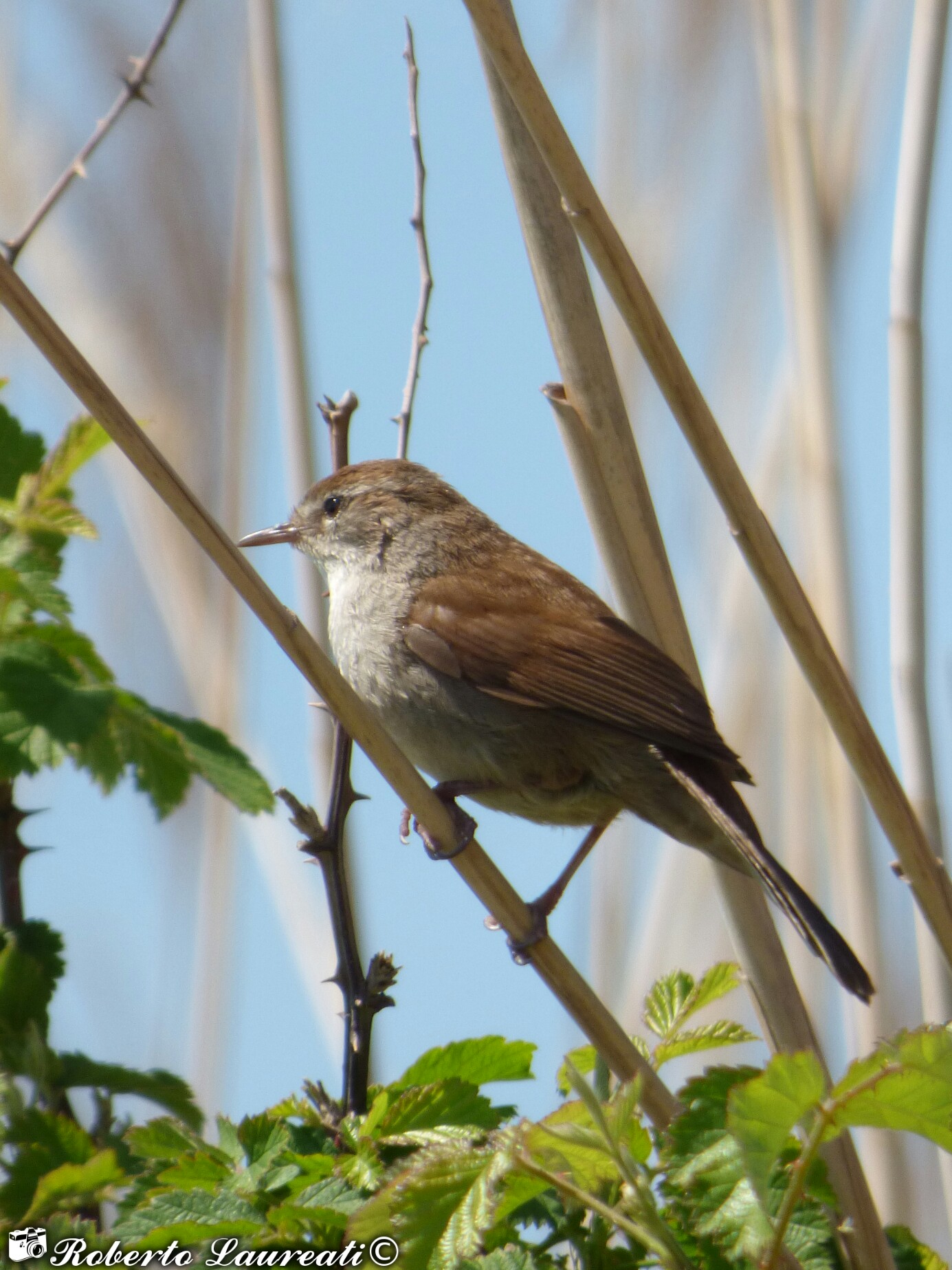 Cetti's Warbler
