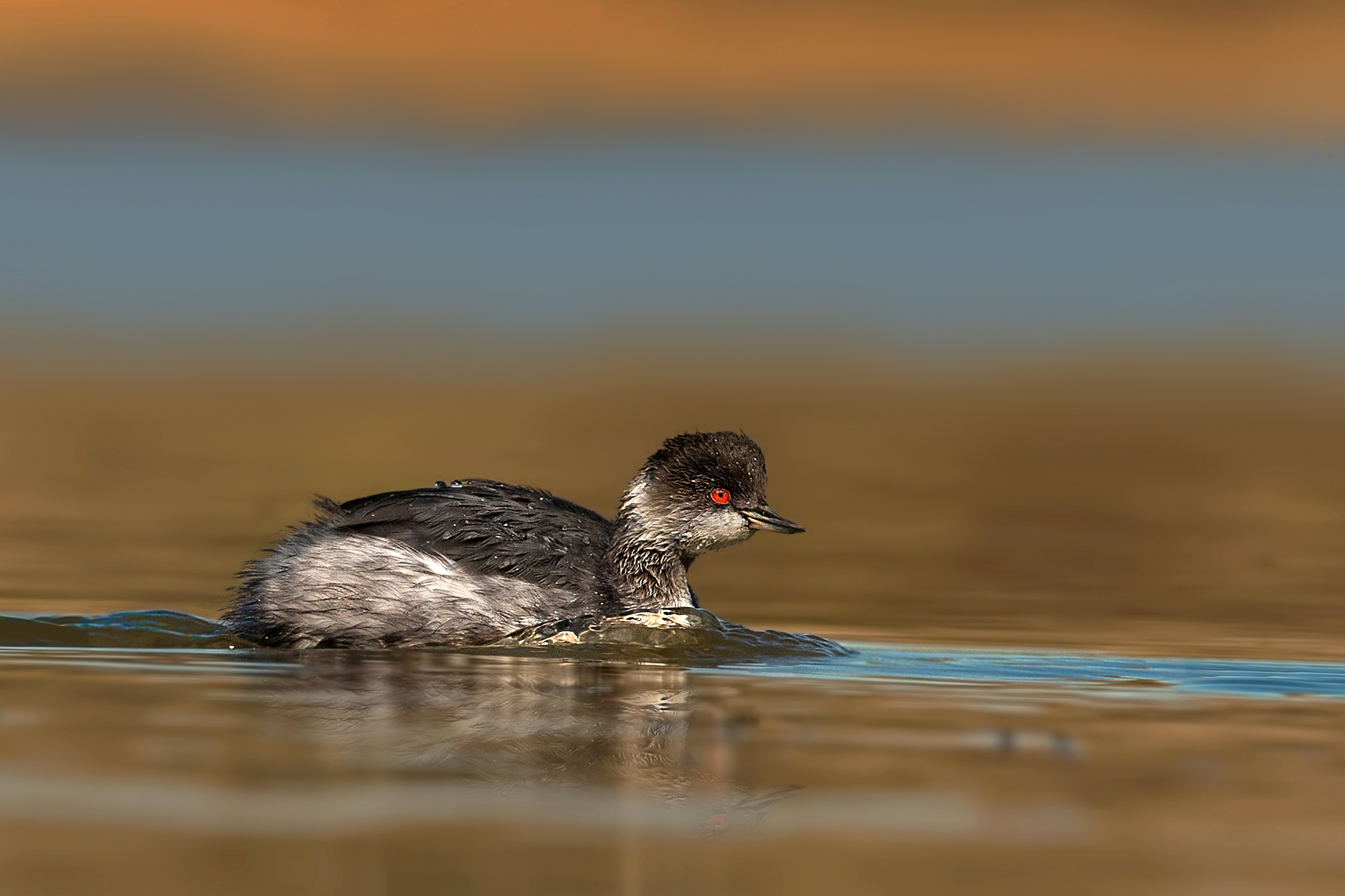 necked grebe
