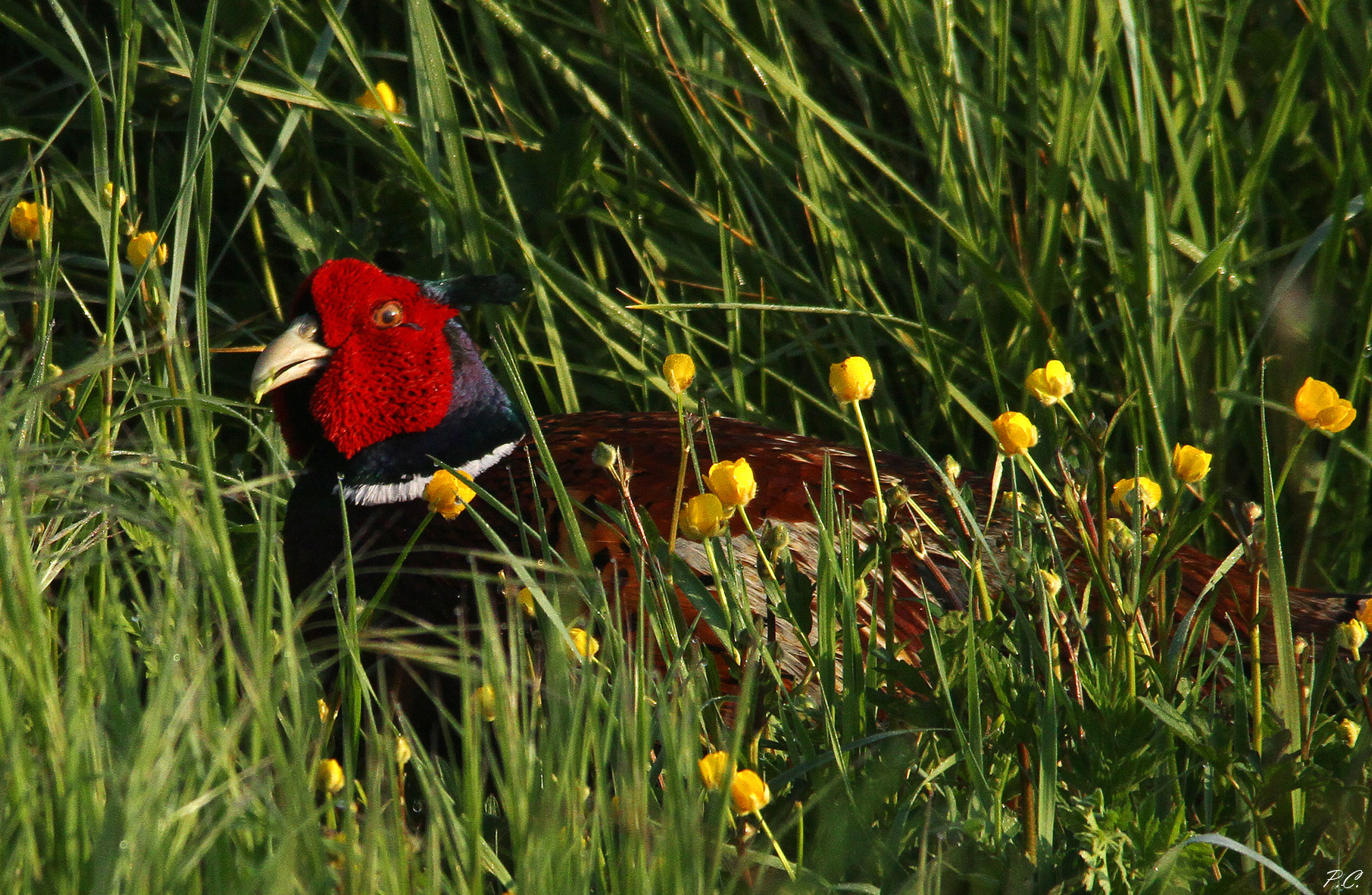 Red spots in the meadows