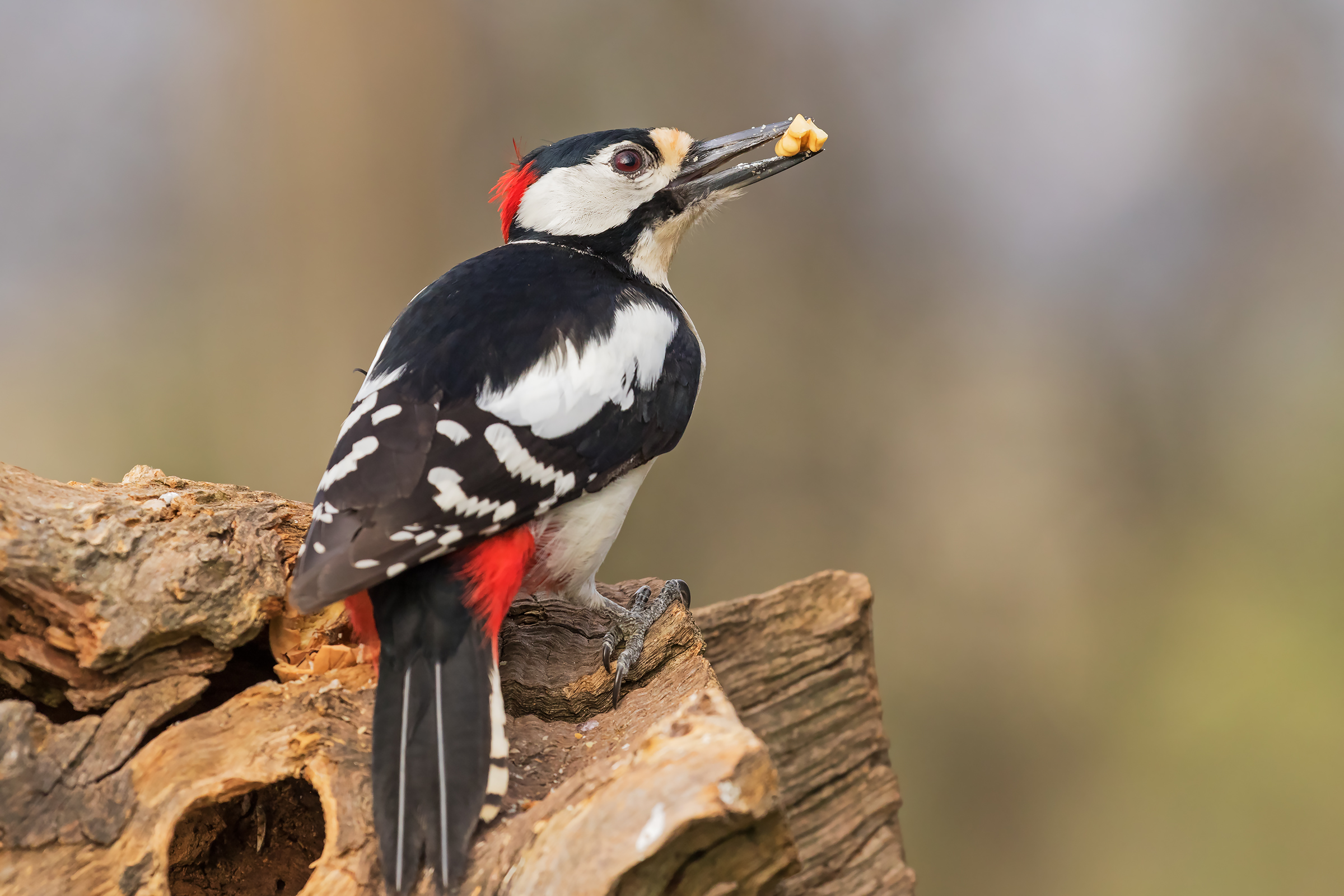 Major red woodpecker