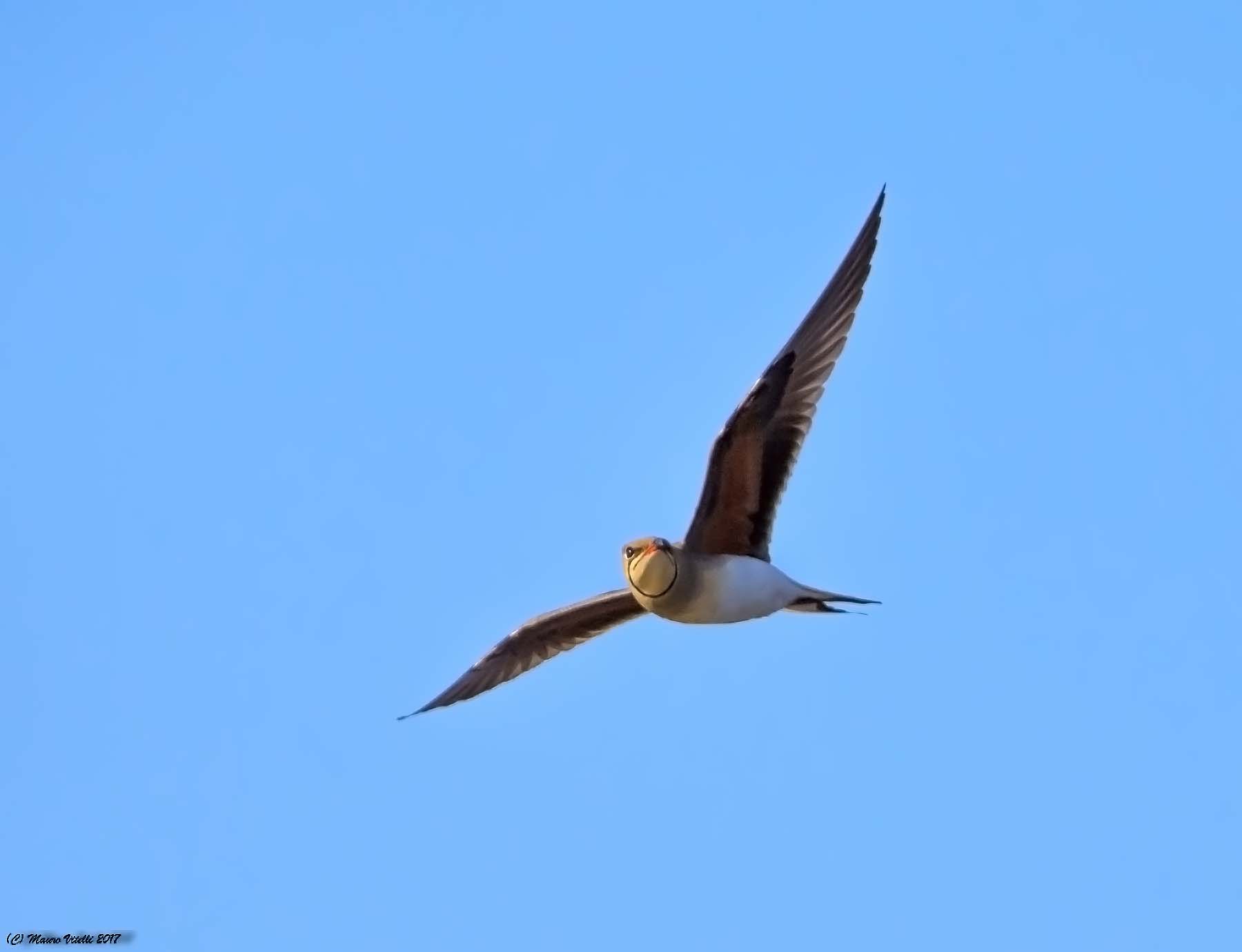 Pratincole (turn)