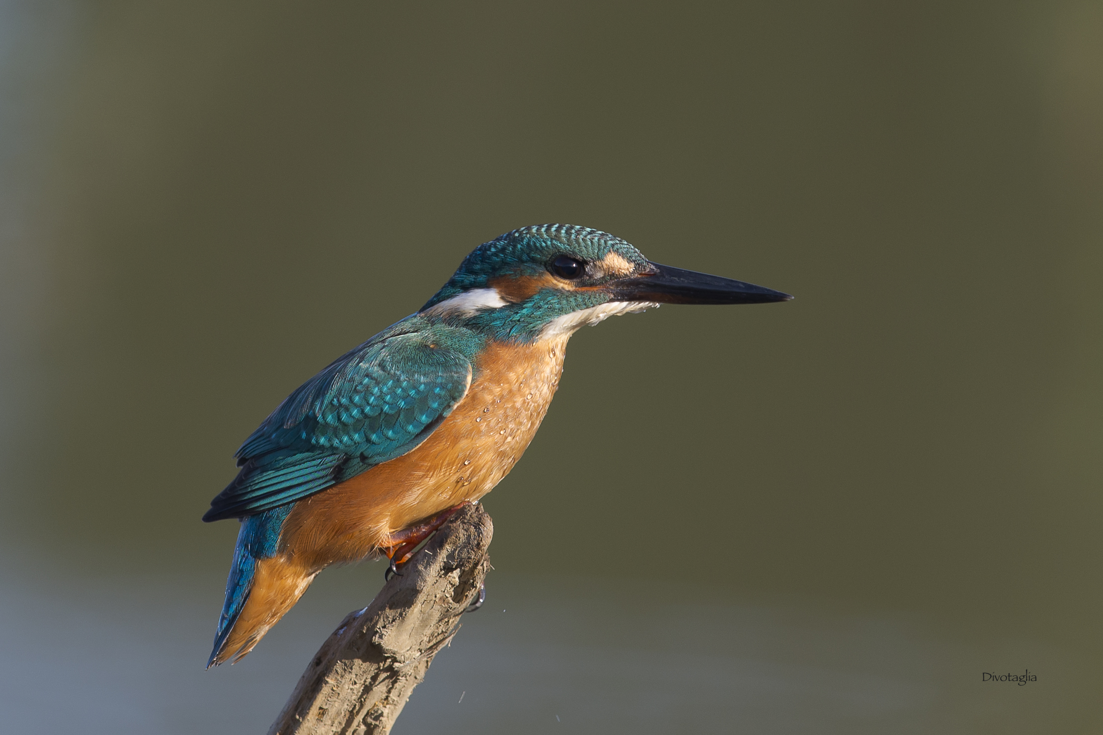 Kingfisher