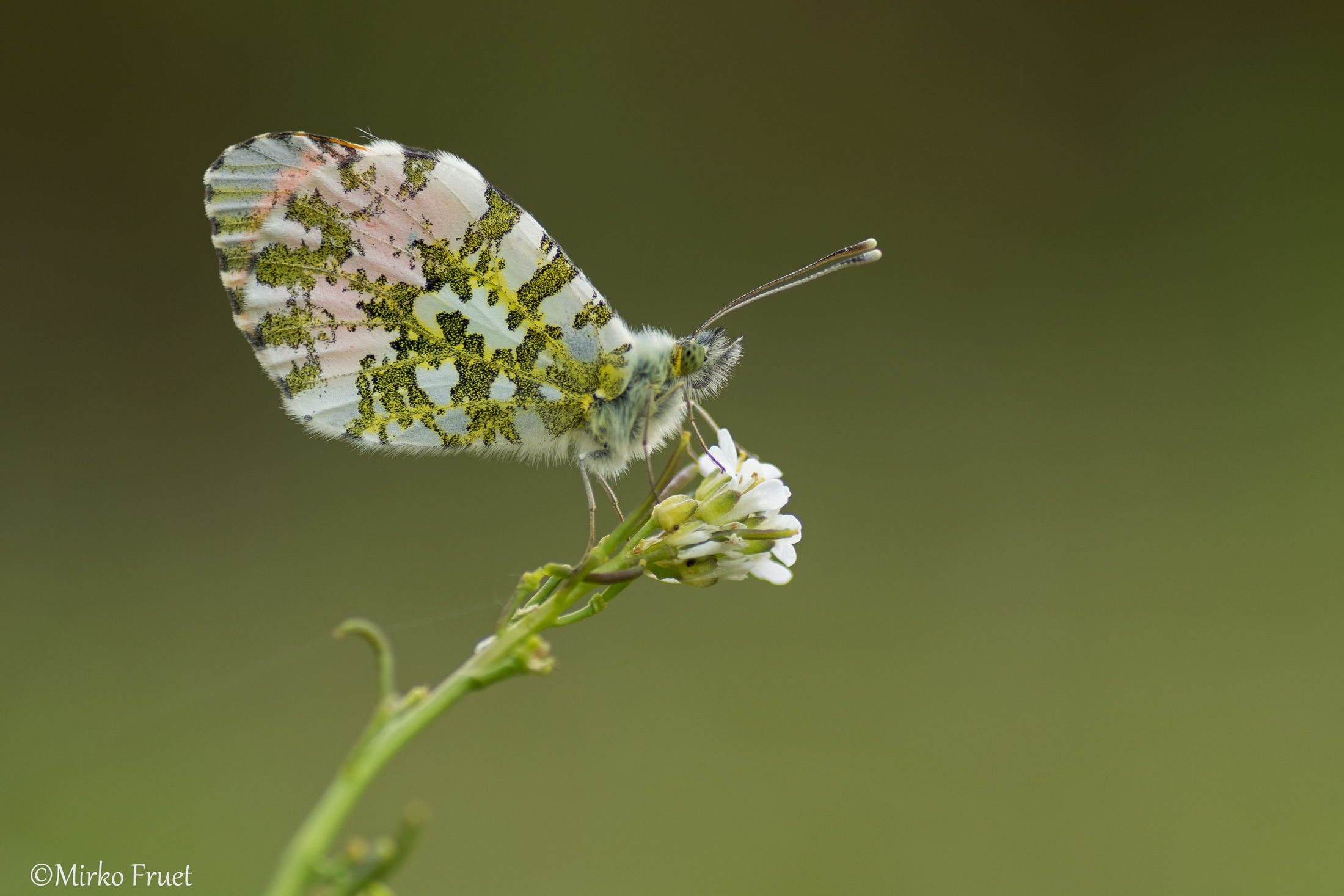 Anthocharis cardamines