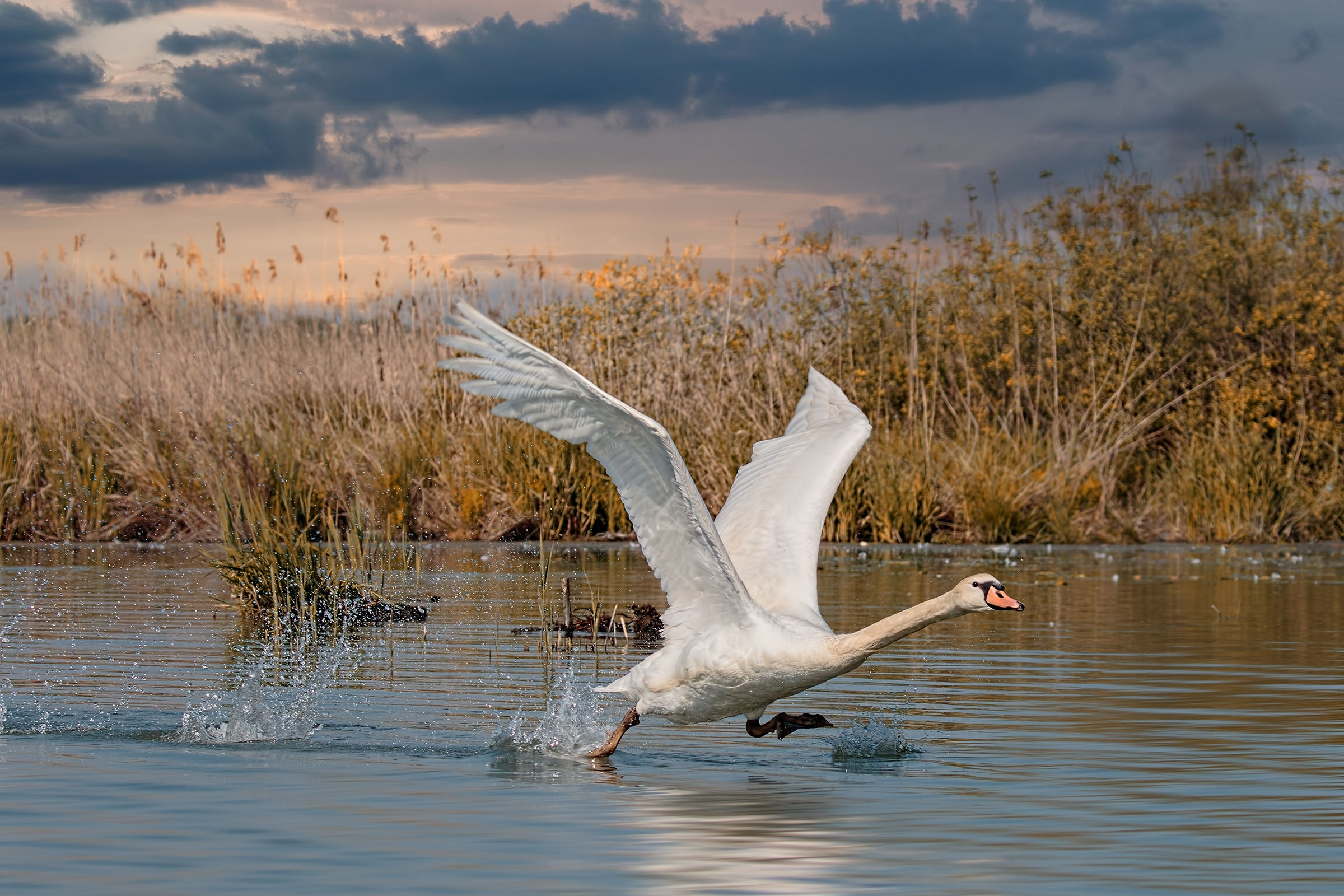 Lake Superior Mantova - Meetings 2017