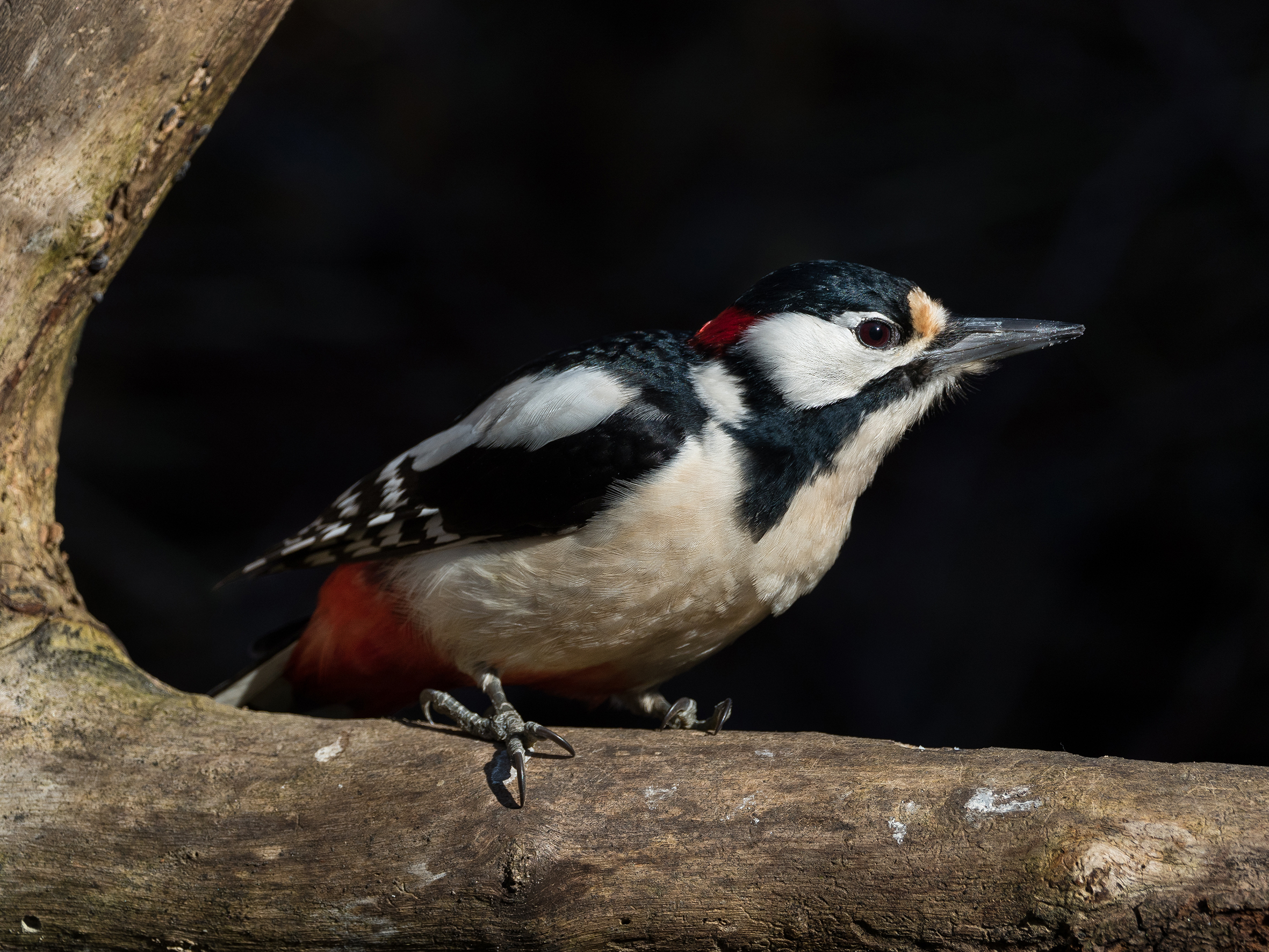 On the border of the dark.