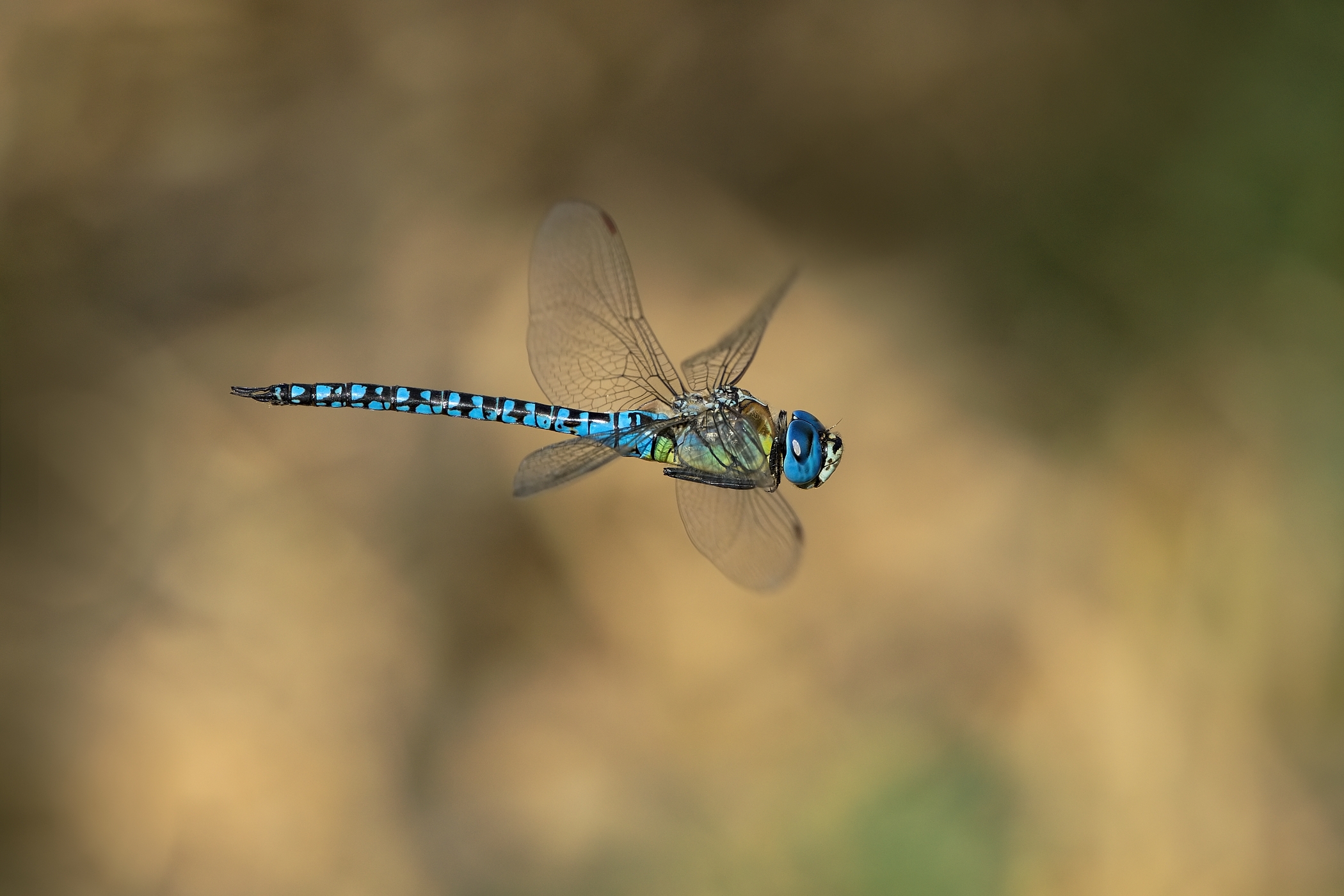 ...aeshna affinis...