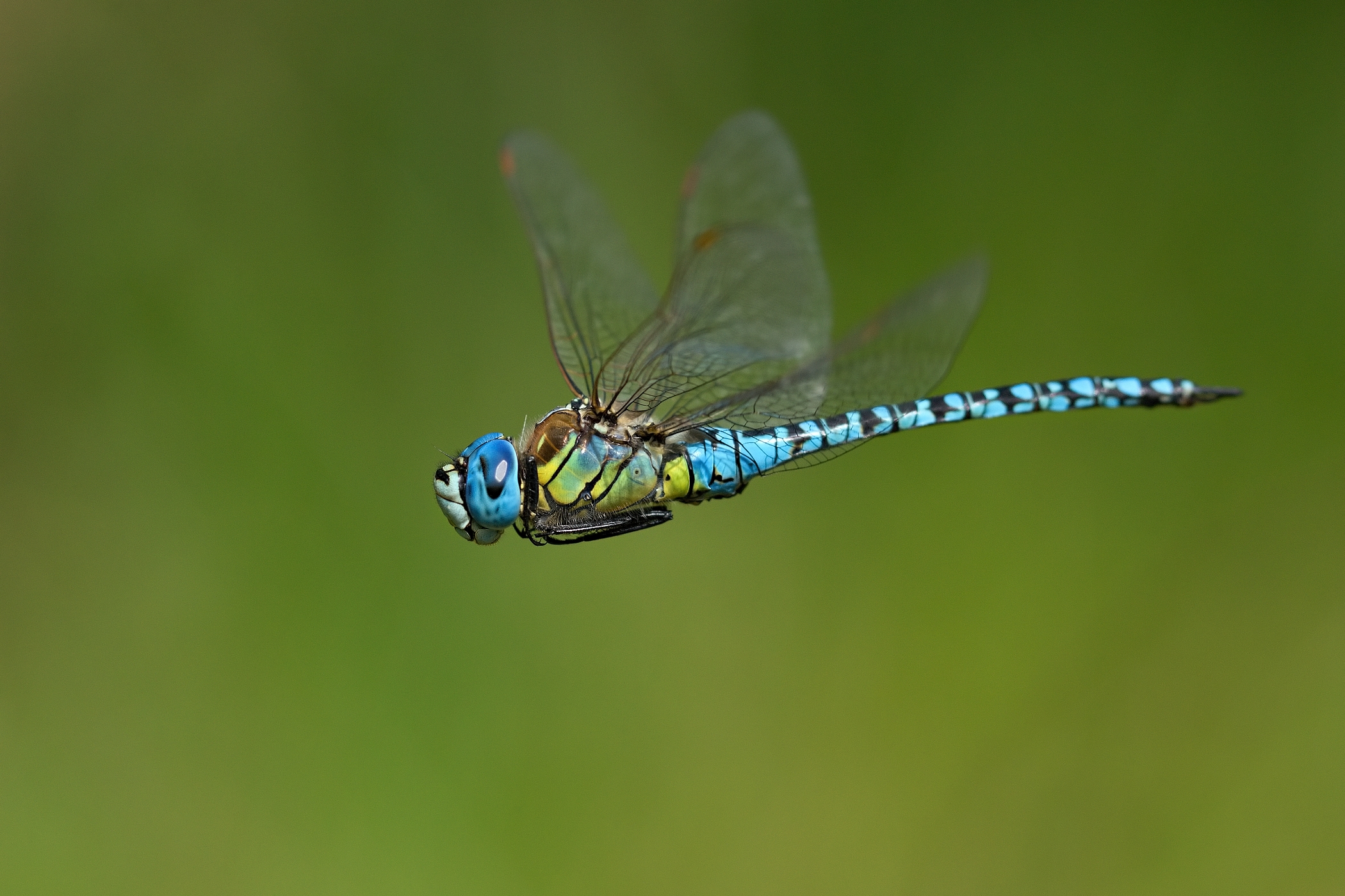 ...blue eyed hawker...