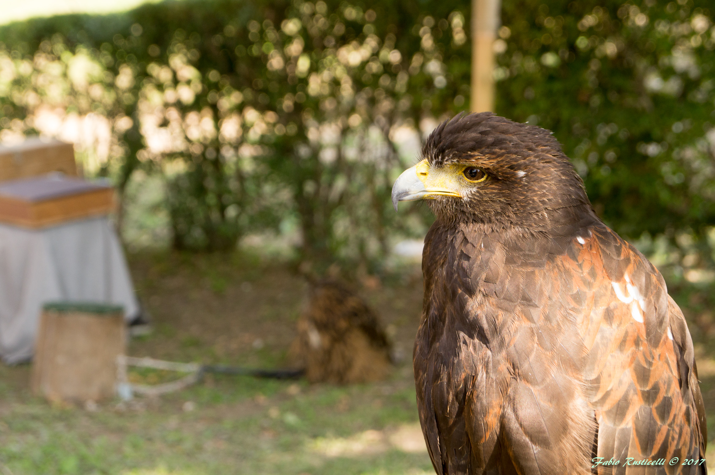 Portrait of bird of prey
