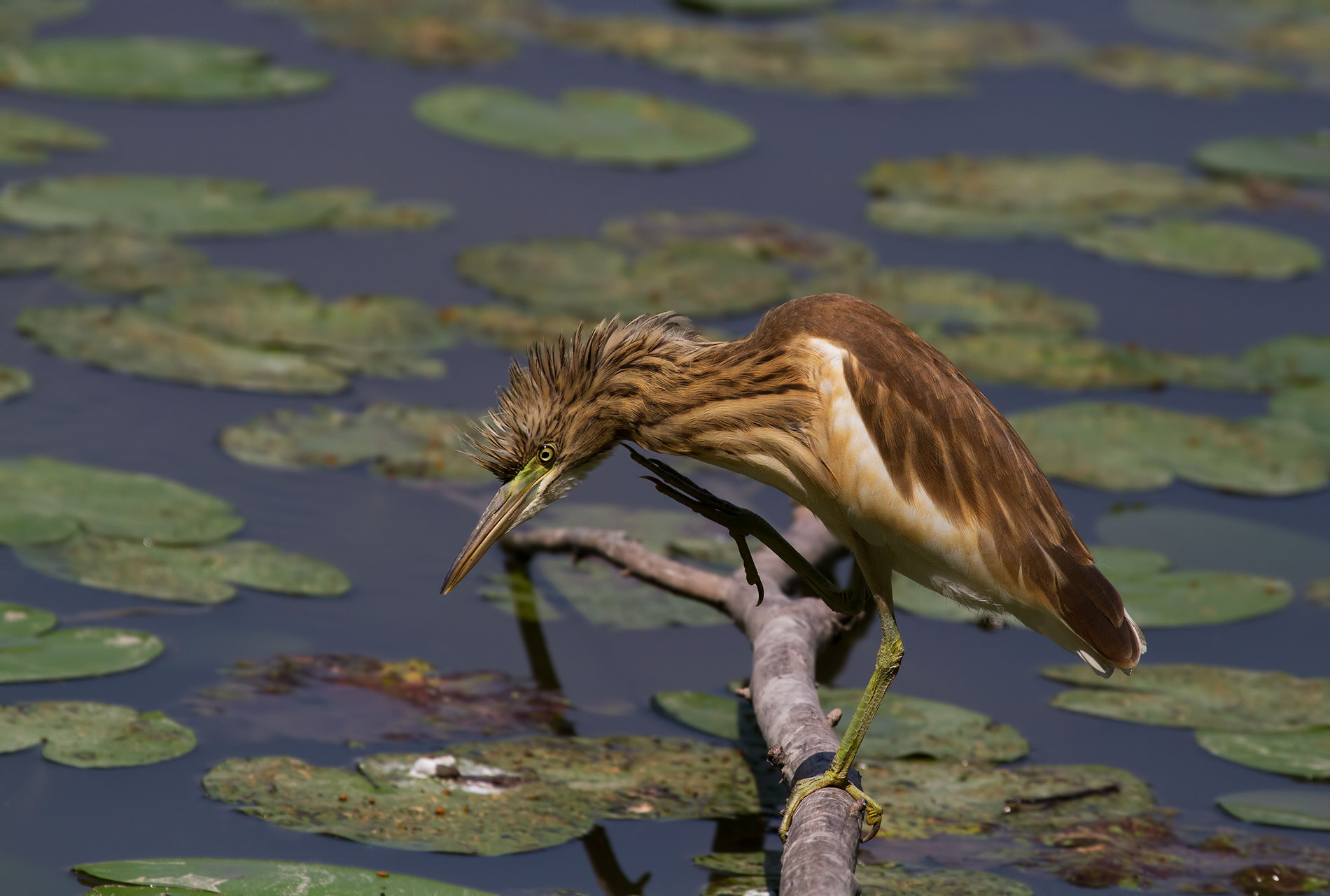 prima o poi lo  prendo