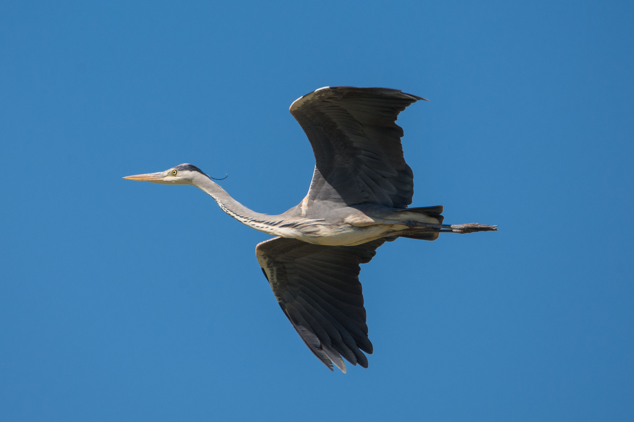 Heron flying in elongated neck