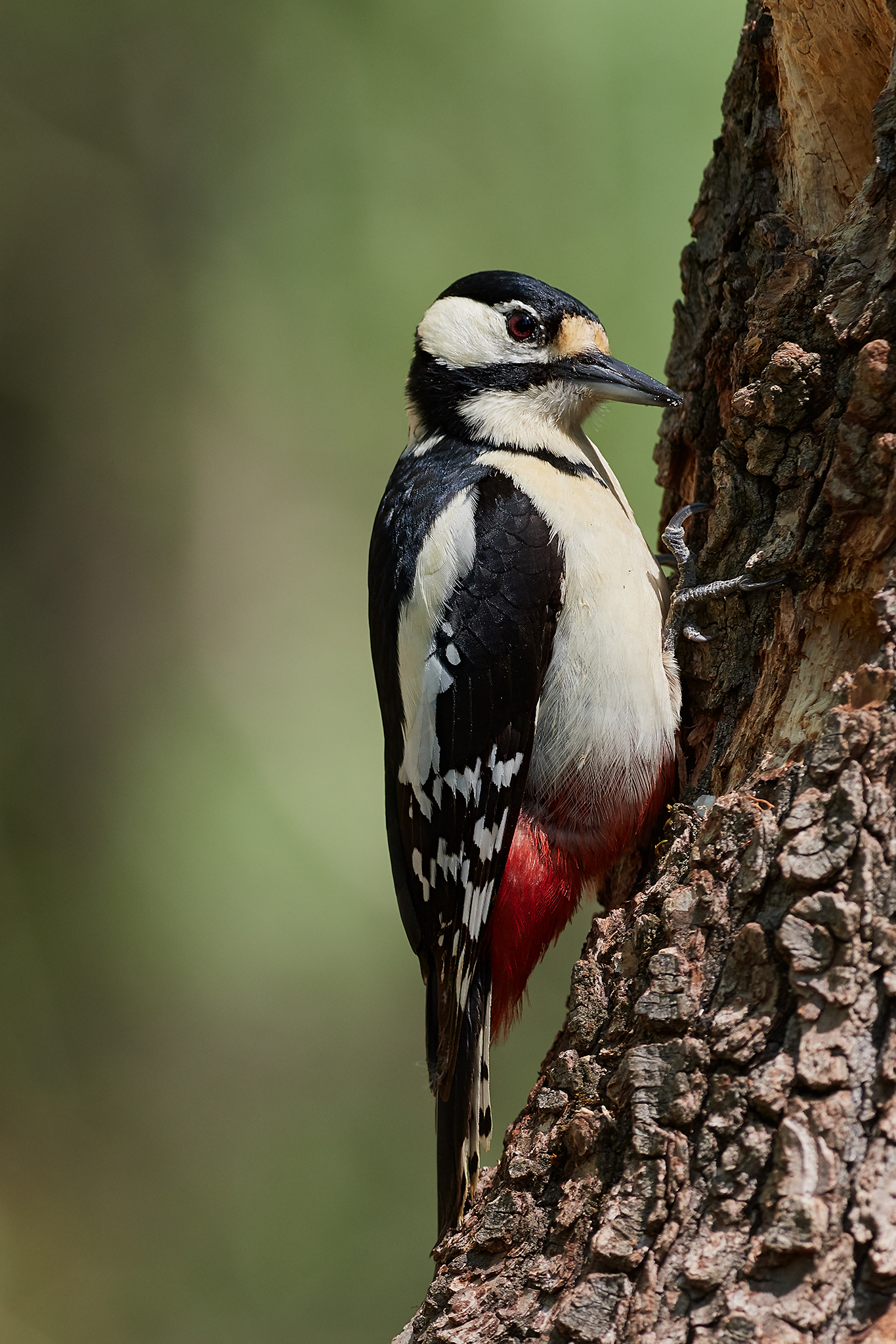 woodpecker