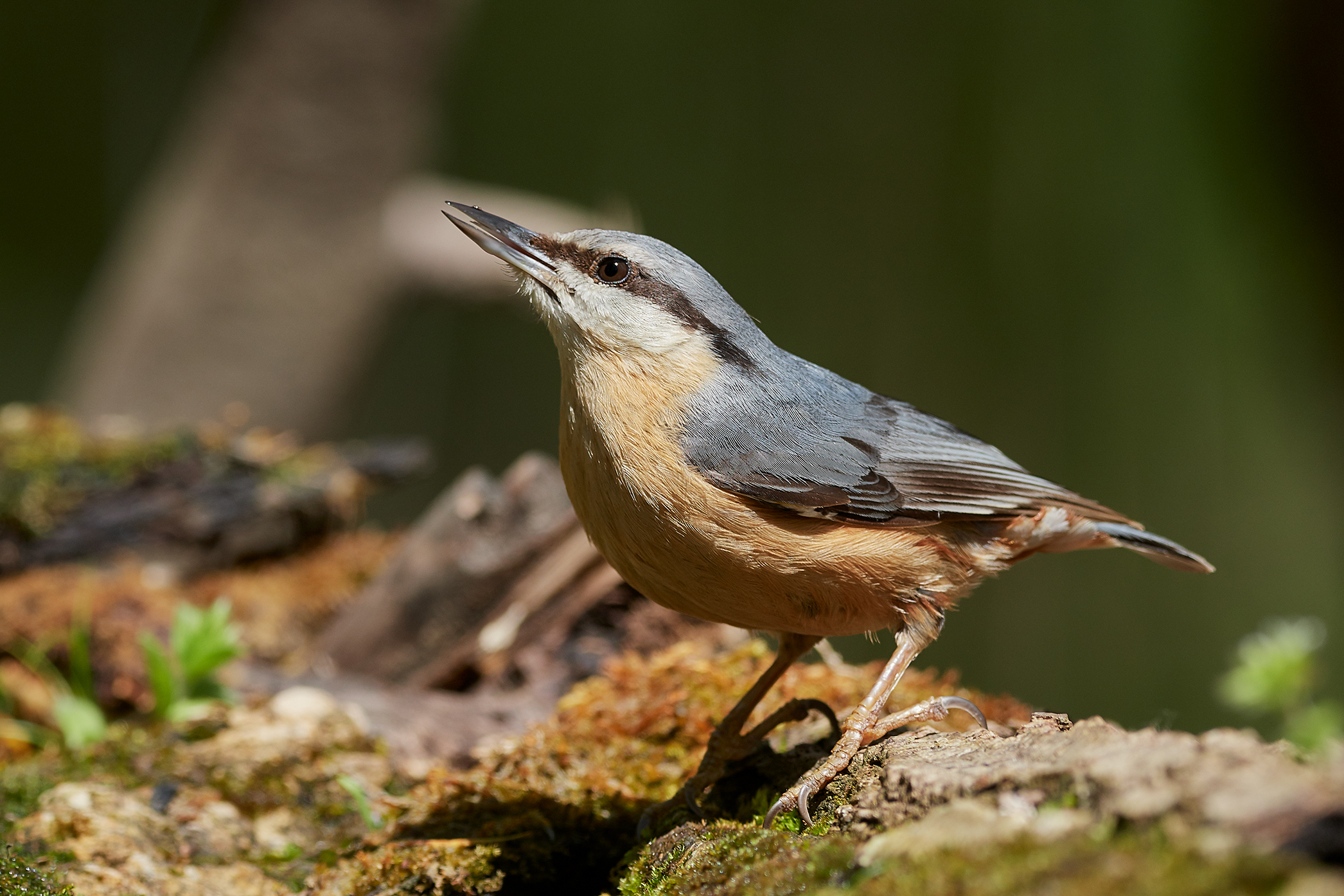 Nuthatch