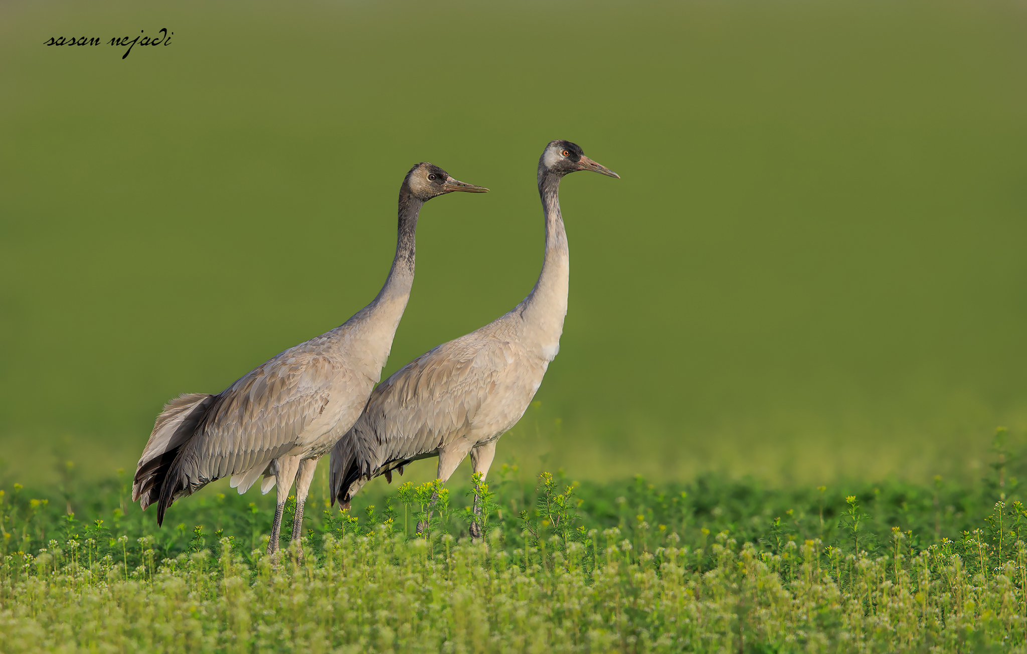 Common crane