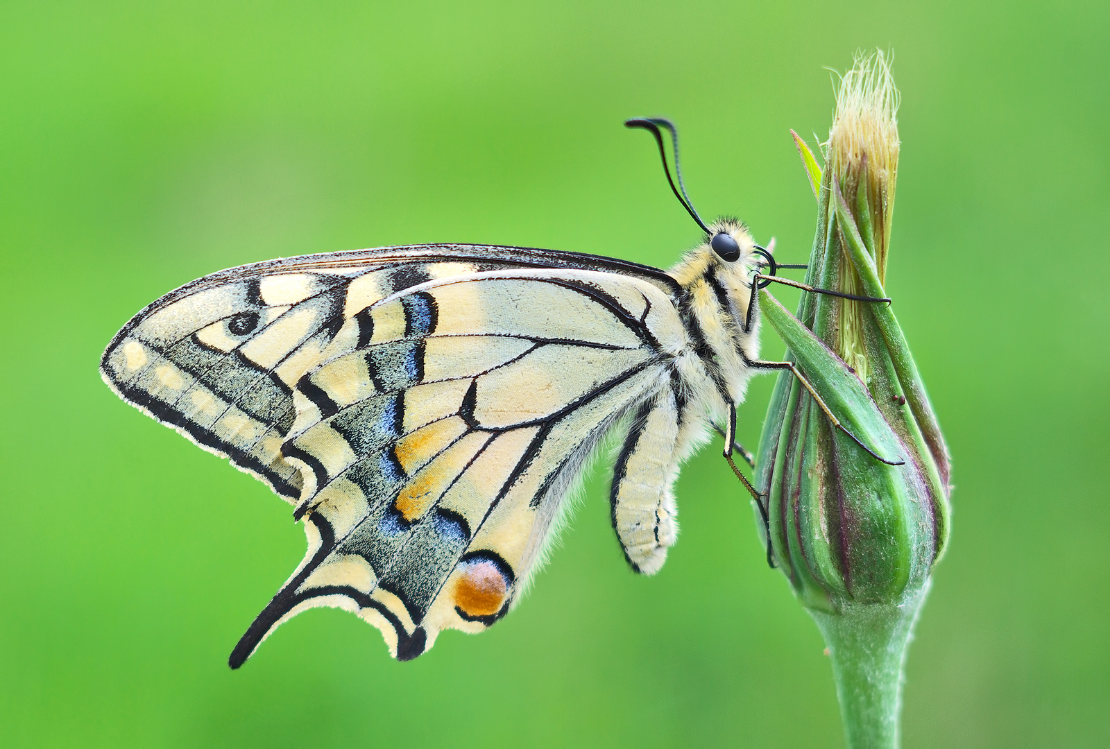 Papilio Machaon II
