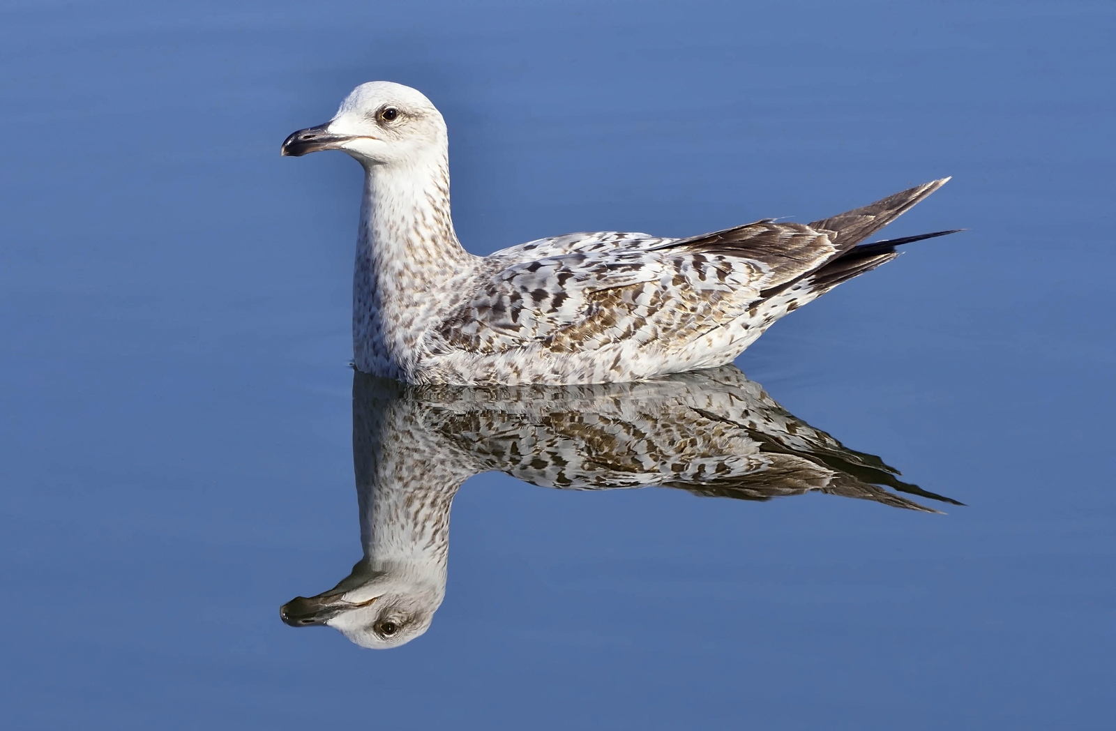 Seagull in the mirror
