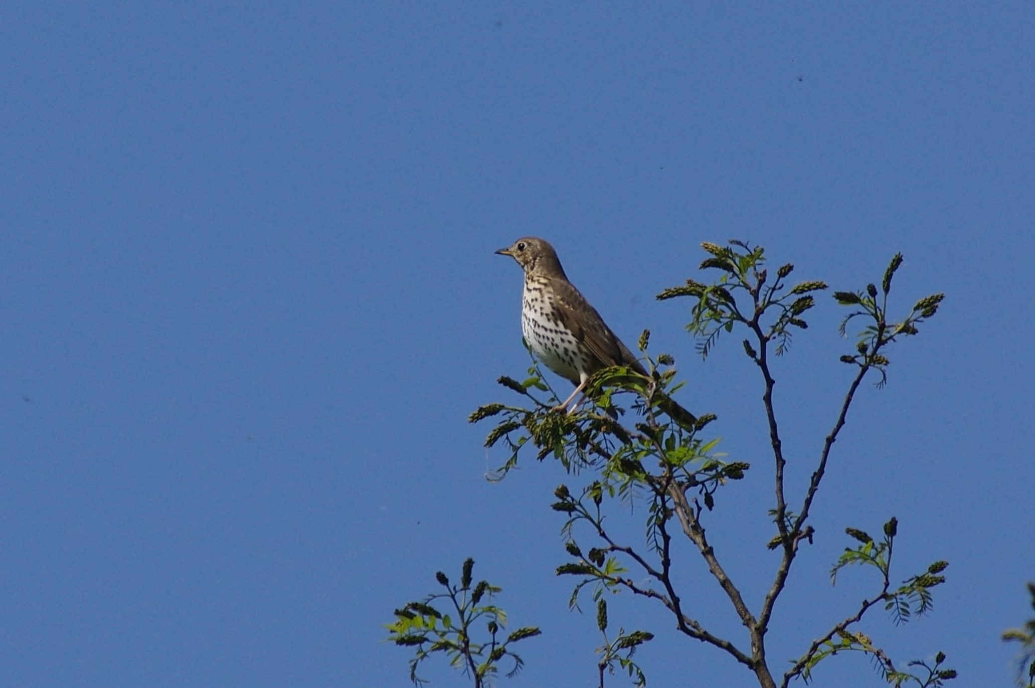 Tordela (Turdus viscivorus)