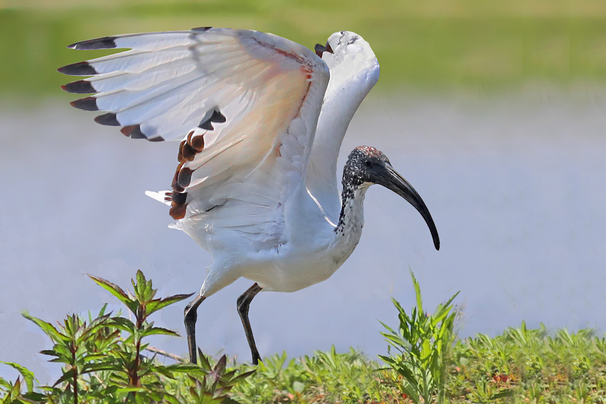 Sacred Ibis
