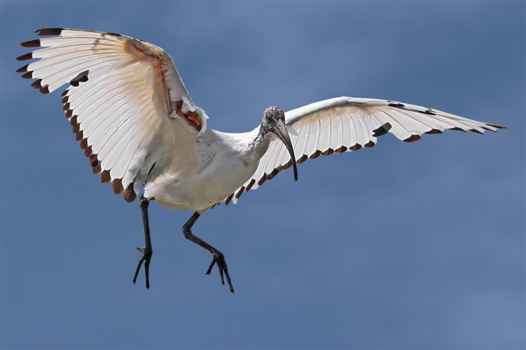 Sacred Ibis landing