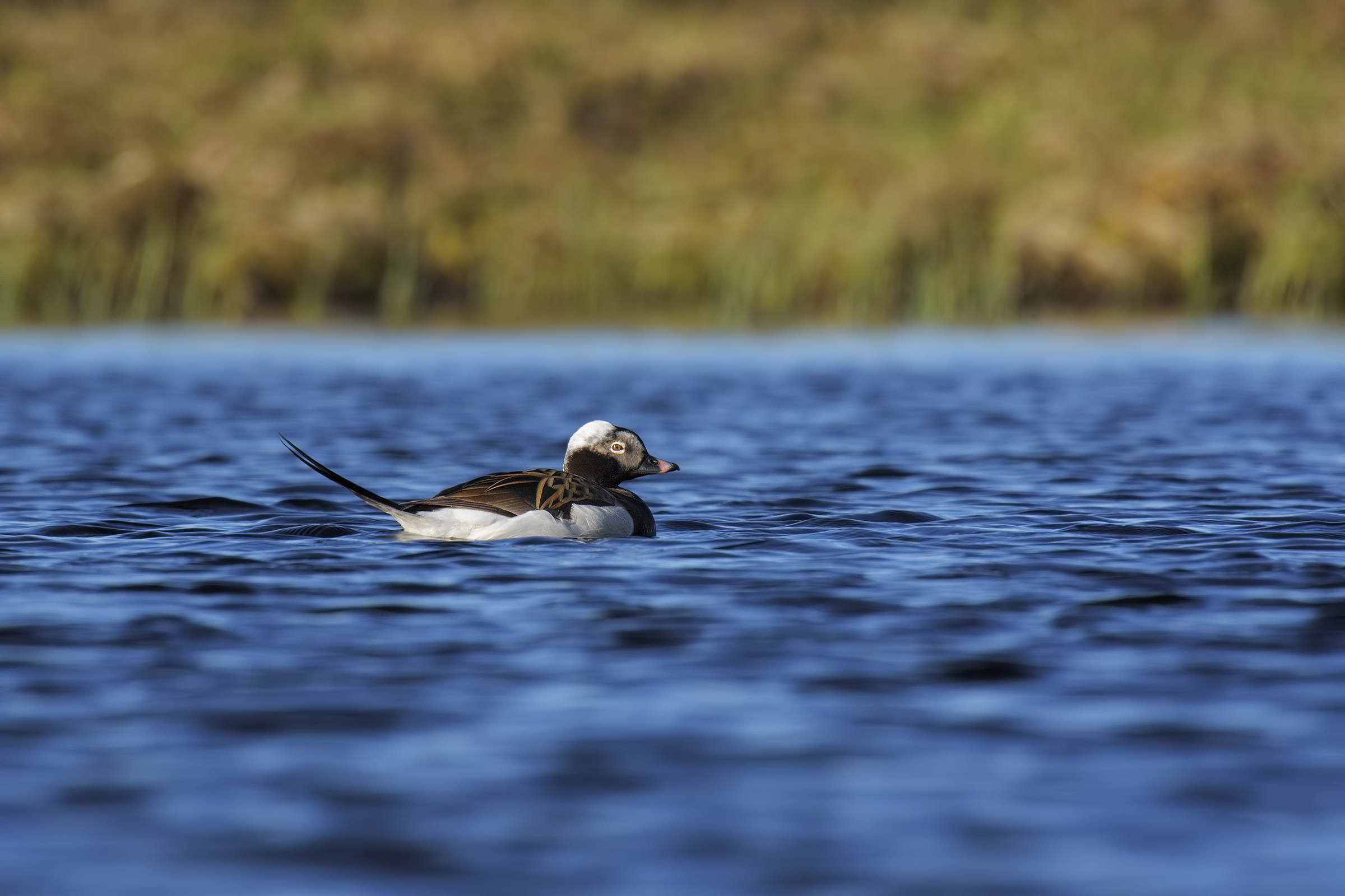 Tufted Duck Long-tailed Duck