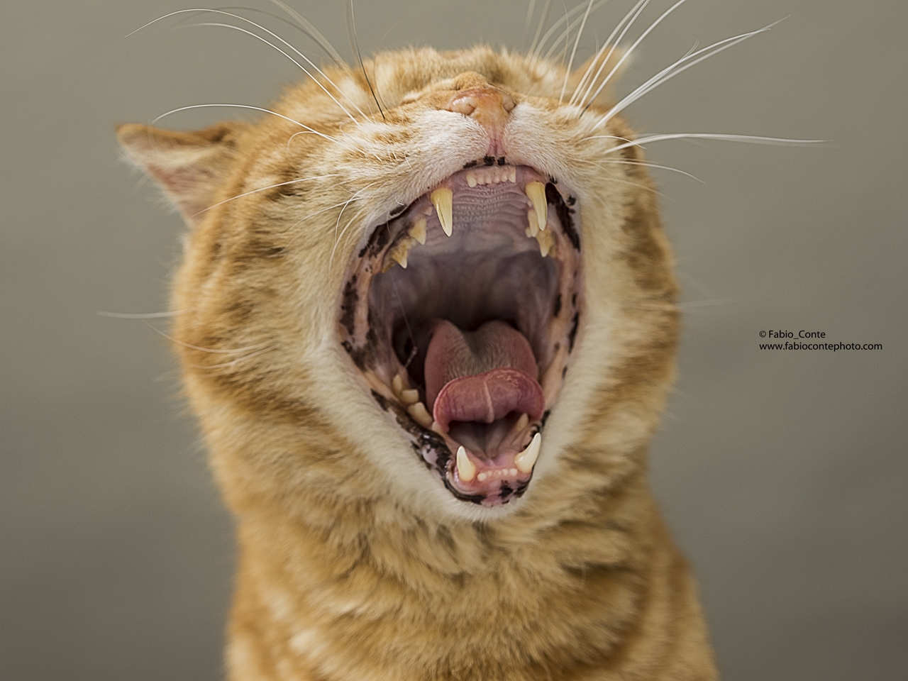 Fruby... visita odontoiatrica!