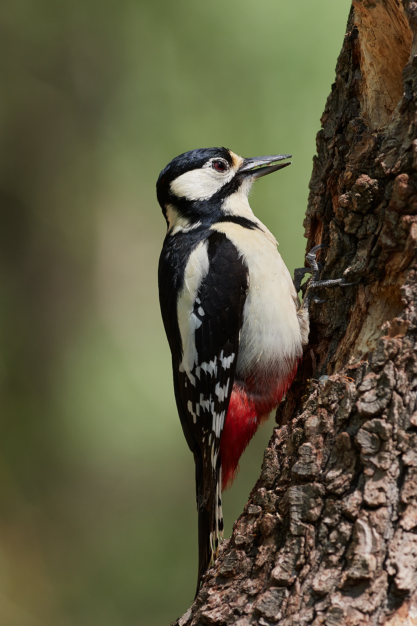 woodpecker