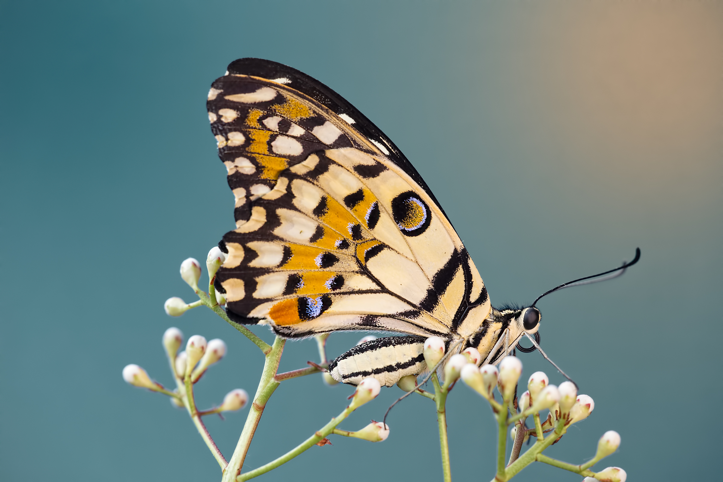 La bellezza della natura