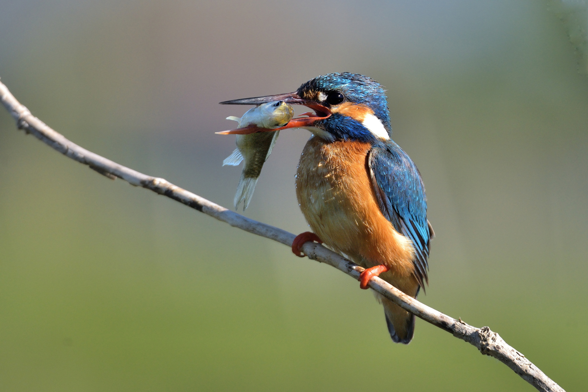 Martin pescatore con preda