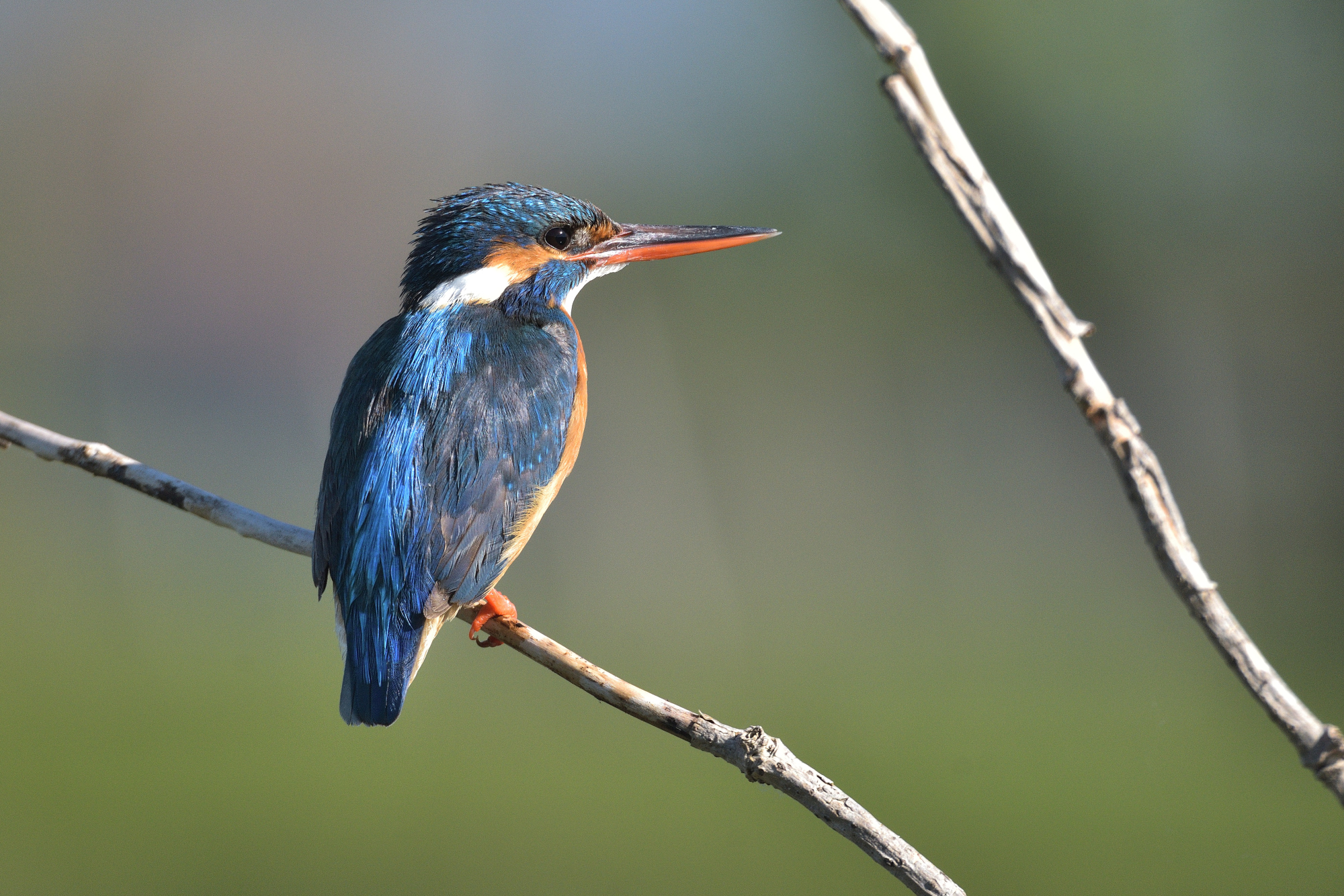 Martin pescatore - Femmina