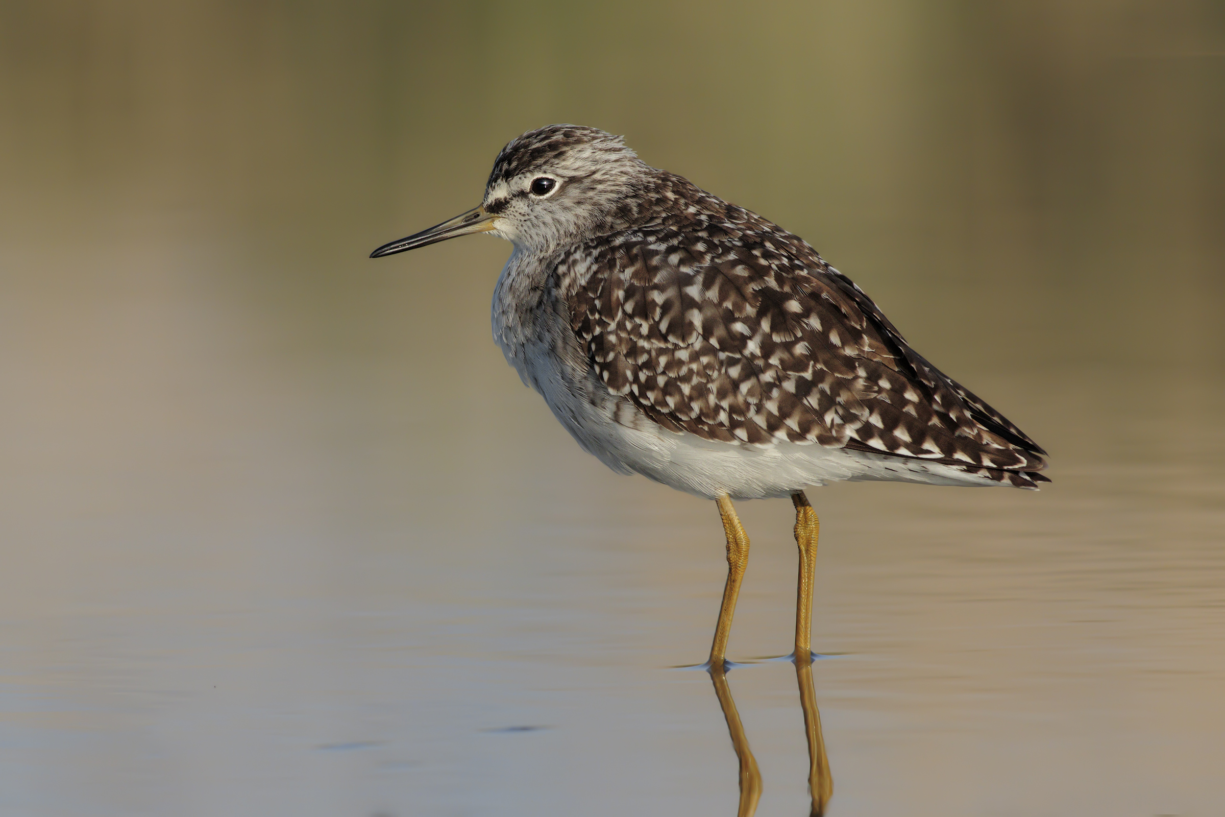 Wood Sandpiper