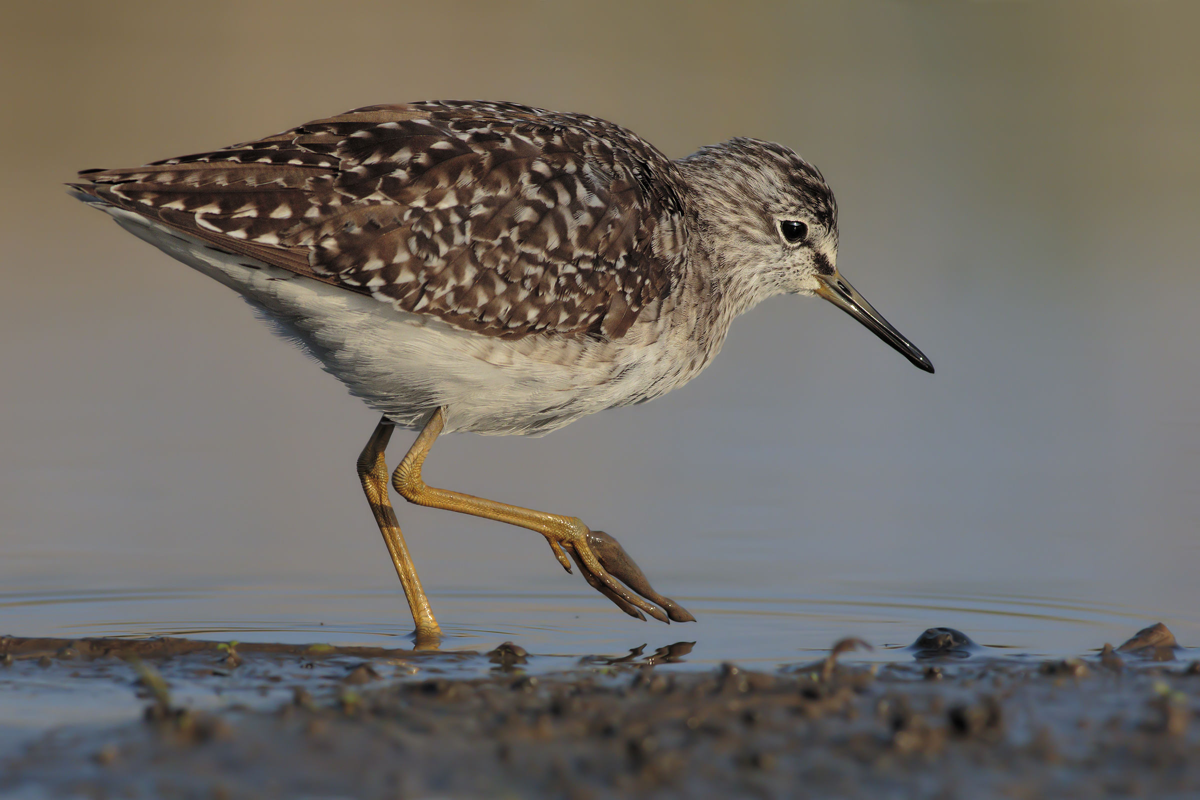 Wood Sandpiper