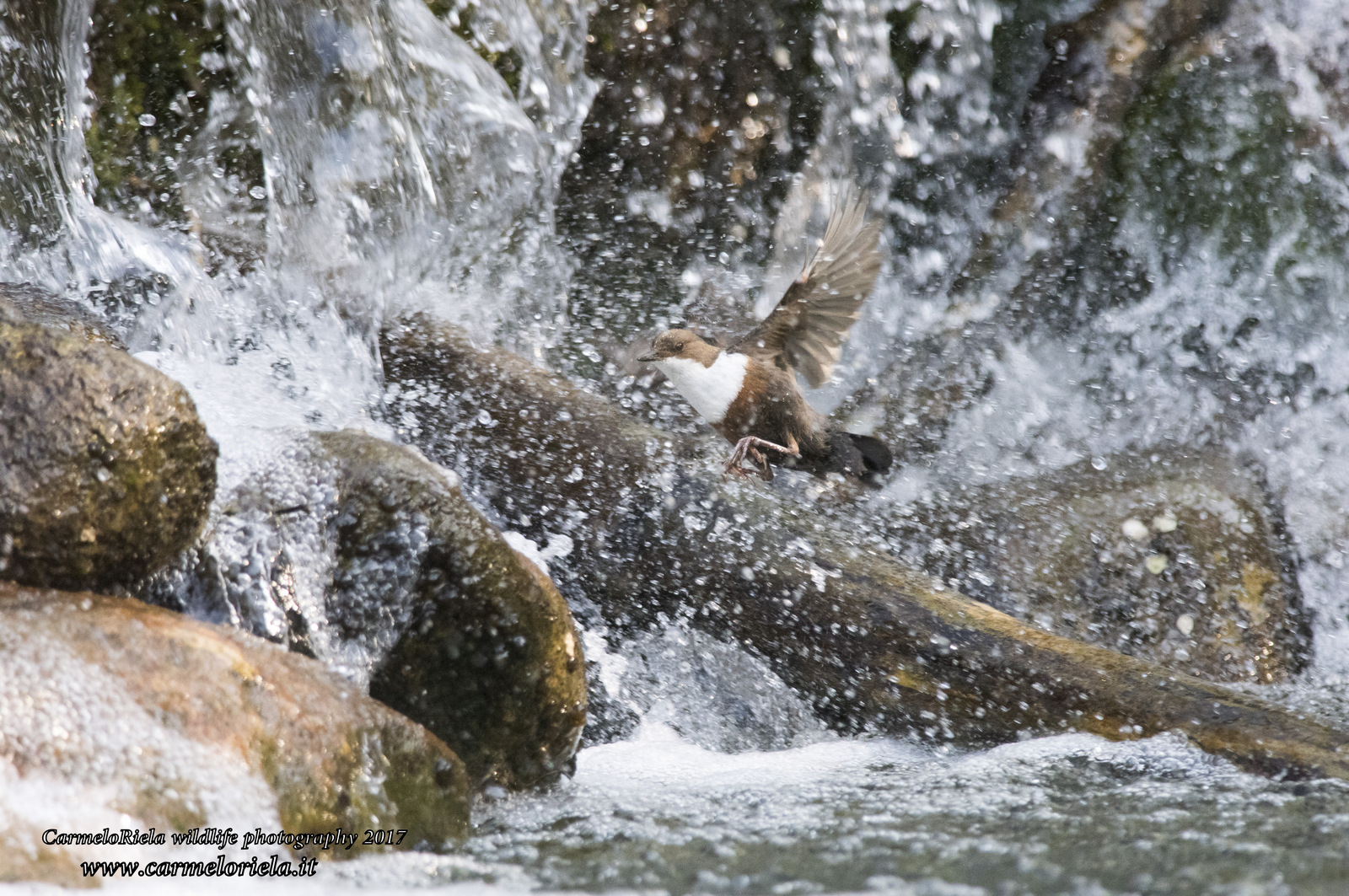 Dipper in flight in the waterfall.