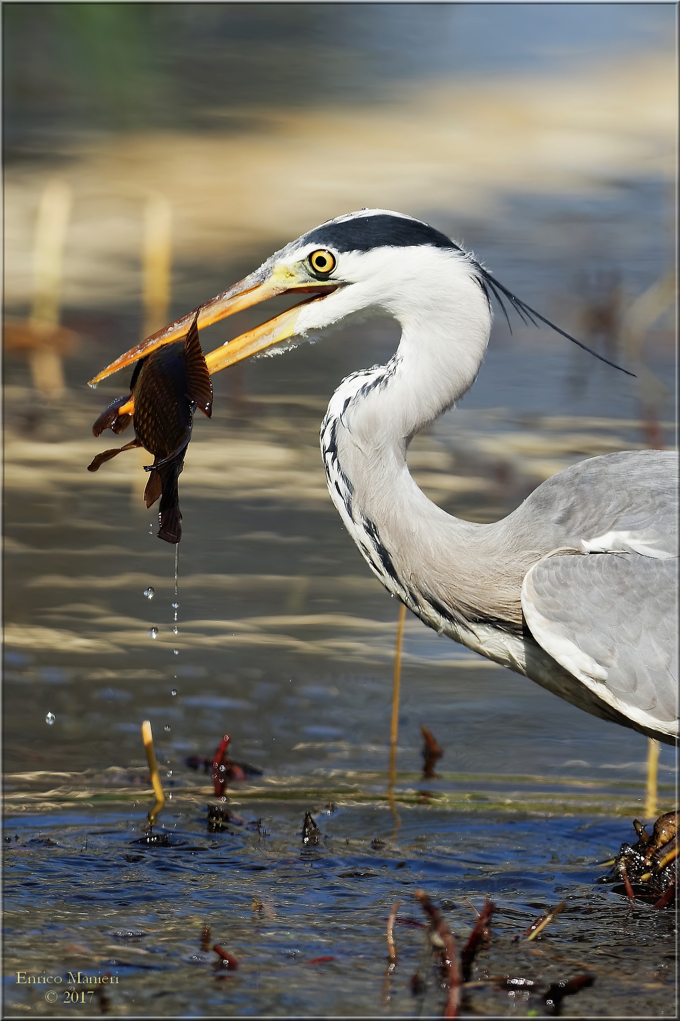 The heron Fishing heron