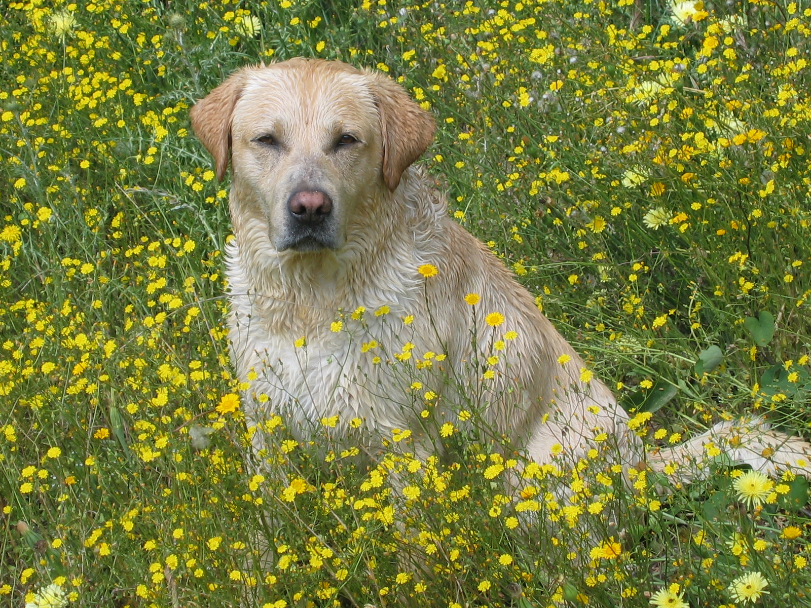 Il mio più grande amico