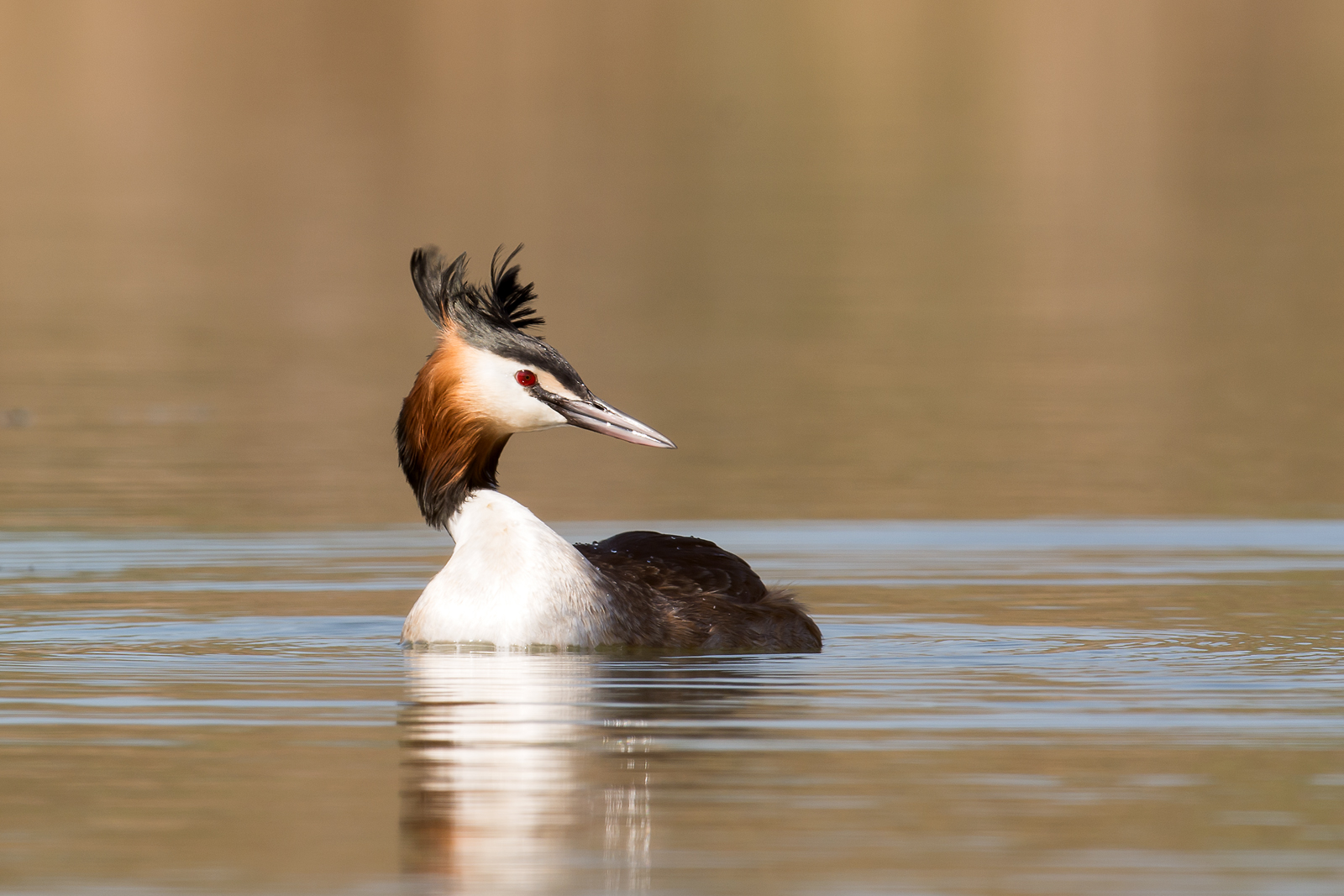 Great crested grebe /Podiceps cristatus/