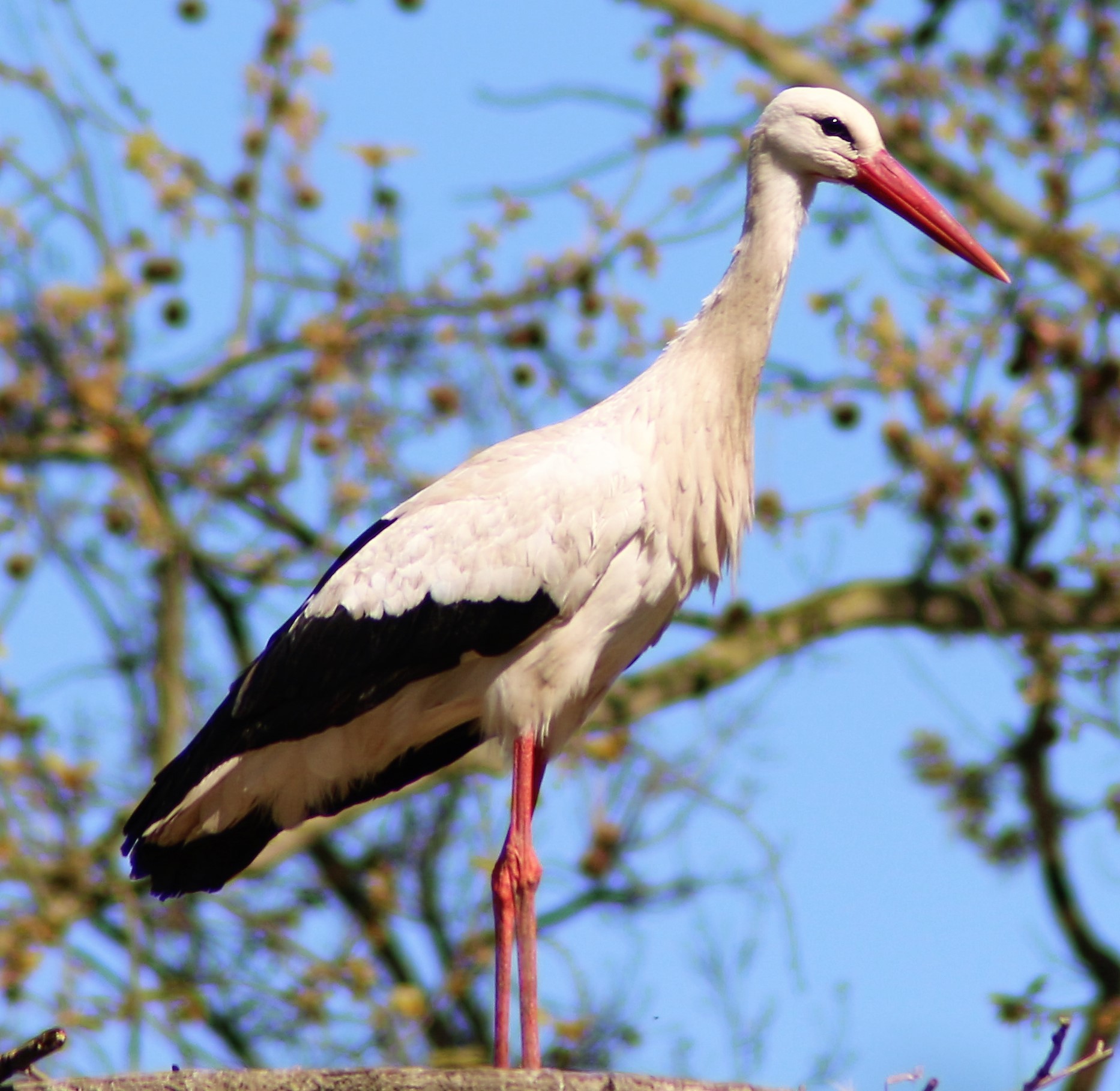 White Stork in Ticino Park