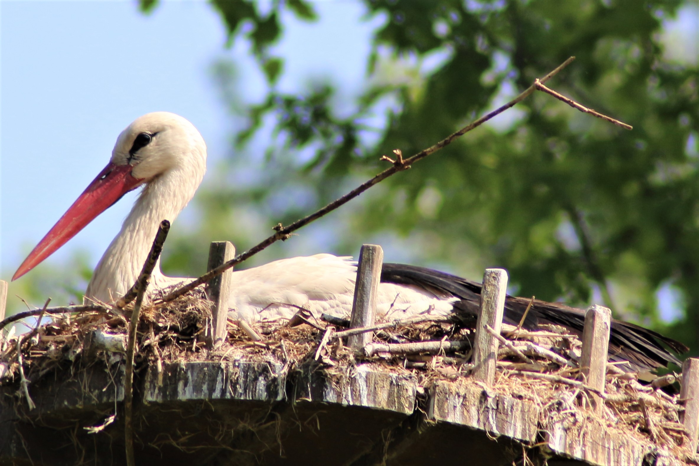 White Stork in Ticino Park
