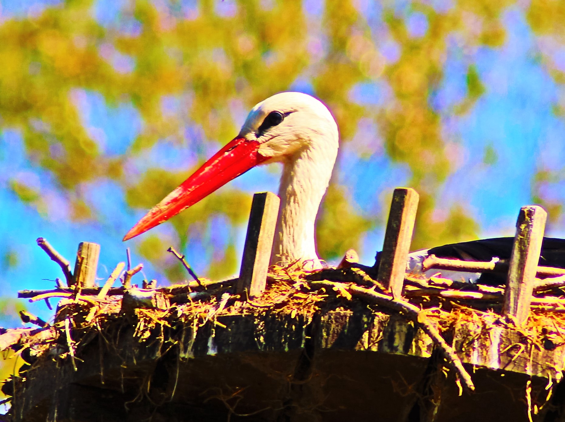 White Stork in Ticino Park