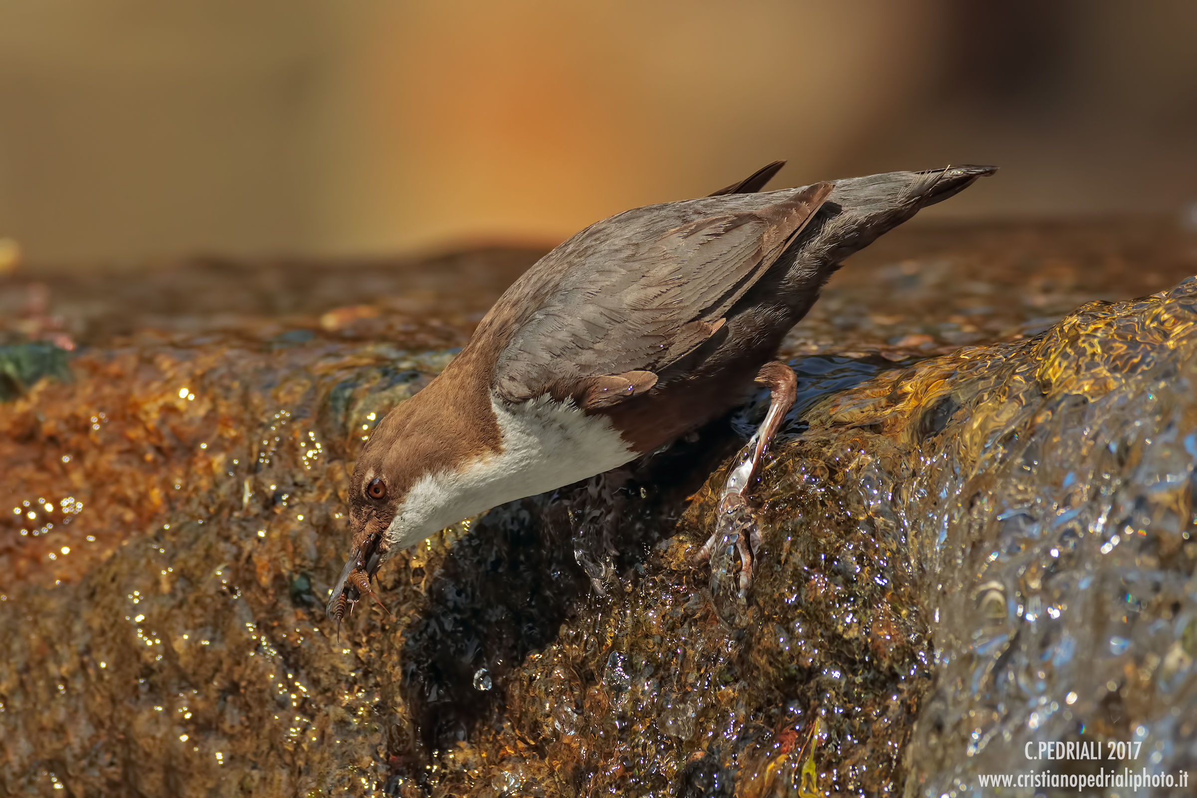Merlo acquaiolo alla cascatella...