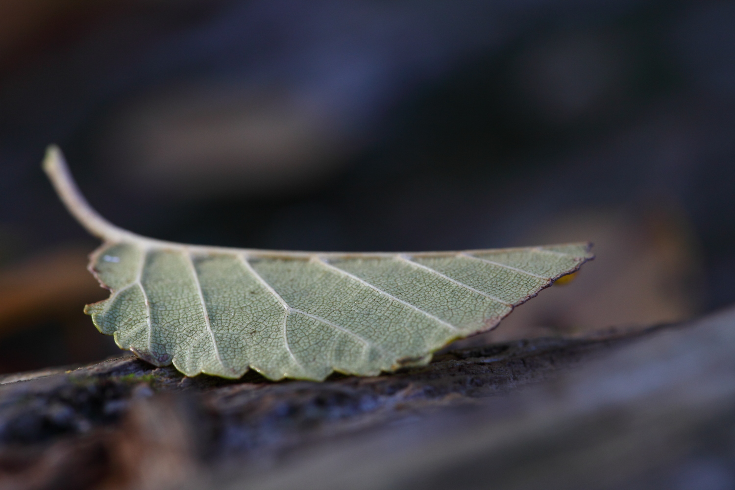 Leaf